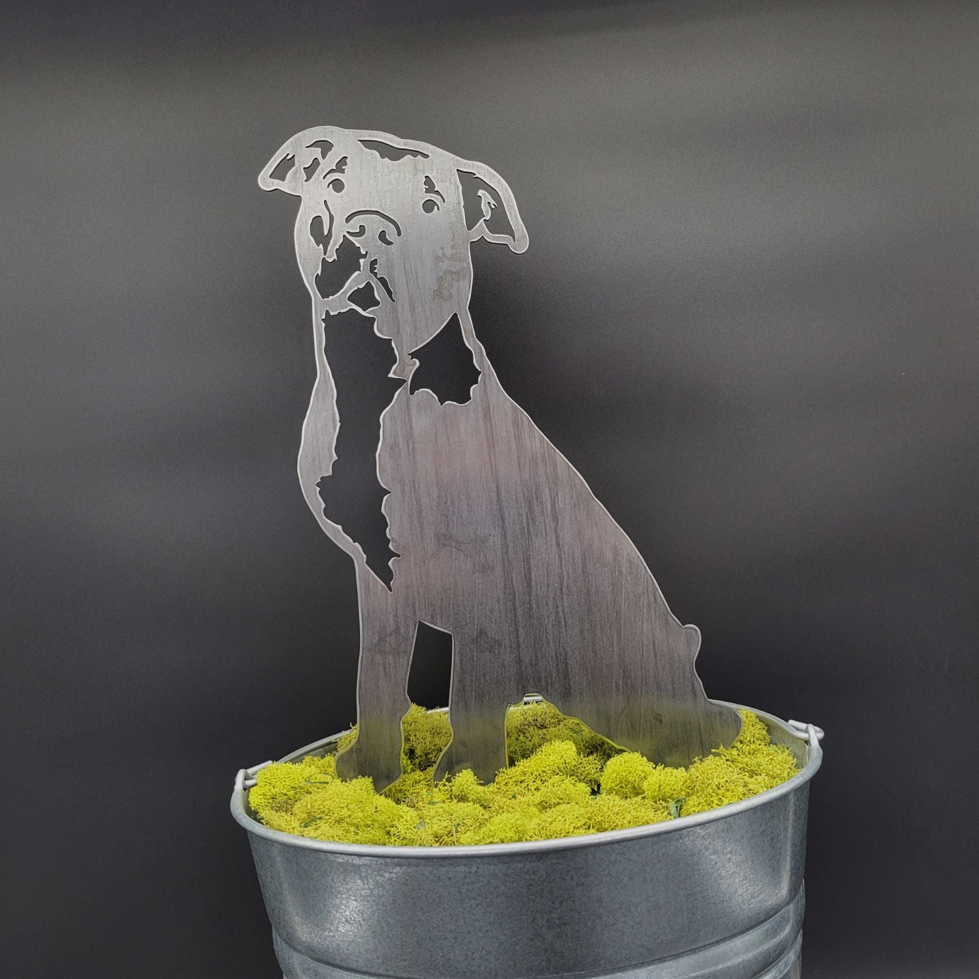 American Pit Bull Terrier