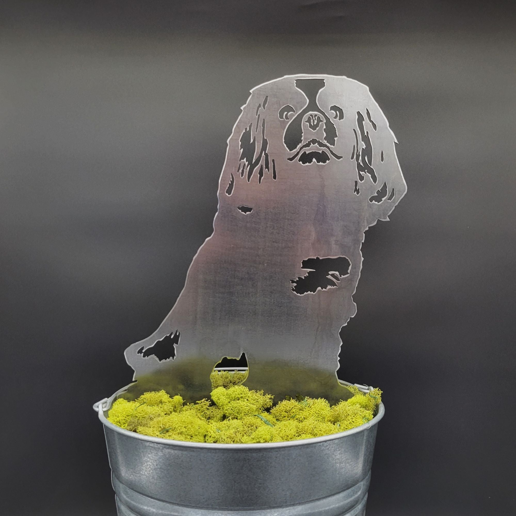 Cavalier King Charles Spaniel