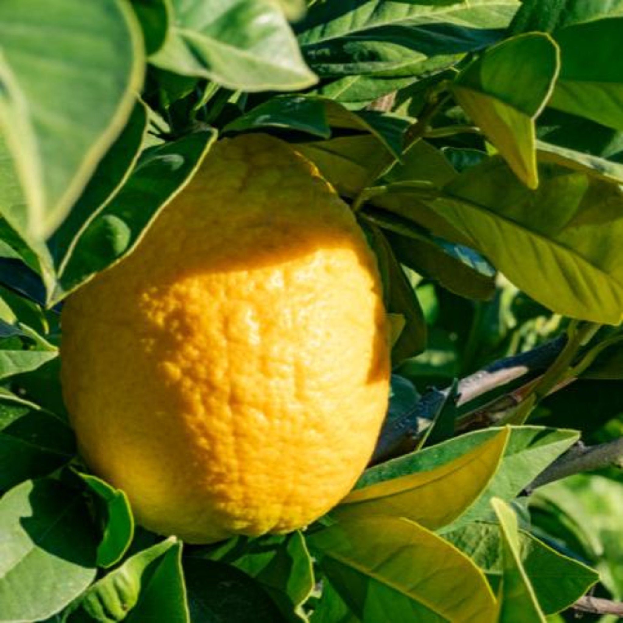 Yellow fruit, likely a lemon, hanging from a tree with green leaves. Henderson Garden Supply