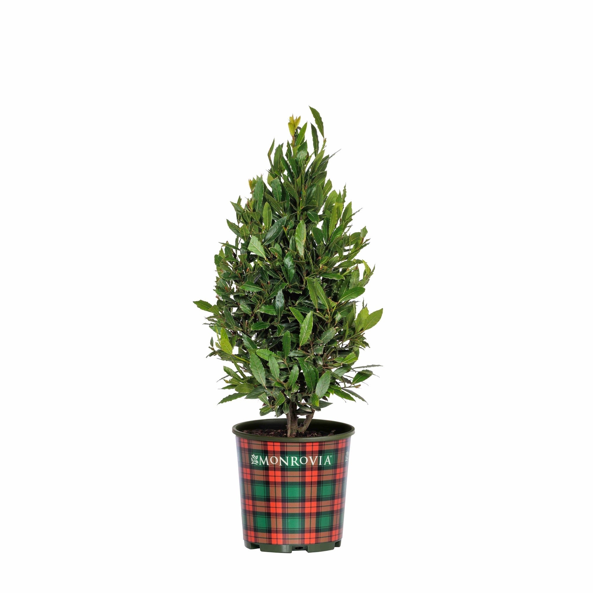 Potted plant with a Monrovia label on a white background - Henderson Garden Supply