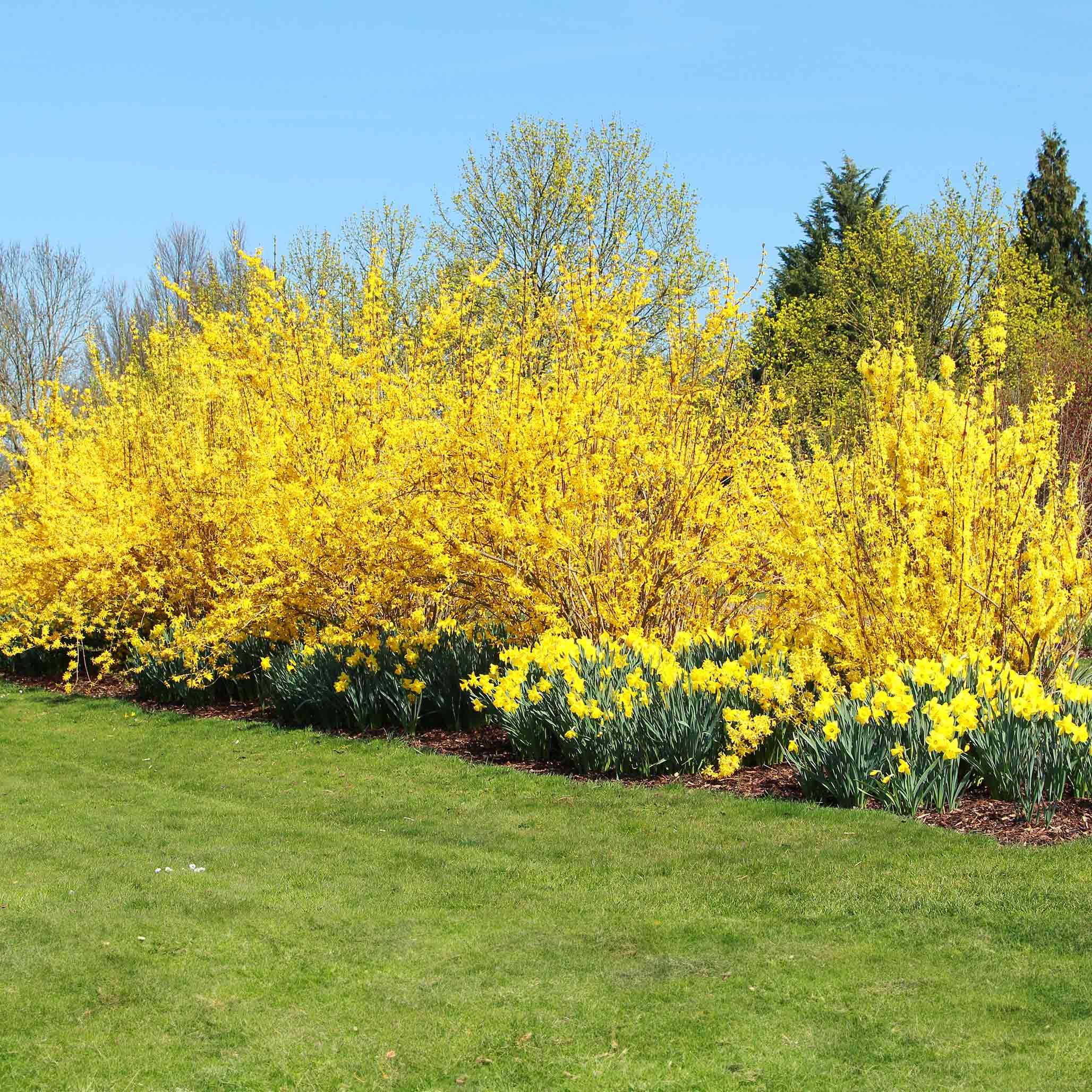 Yellow flowering bushes and daffodils in a garden with a clear blue sky. Henderson Garden Supply