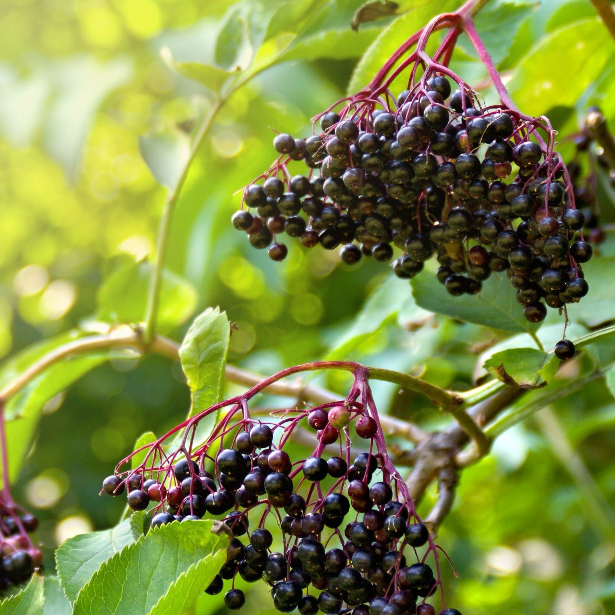 Bunches of black berries on a branch with green leaves in the background. Henderson Garden Supply