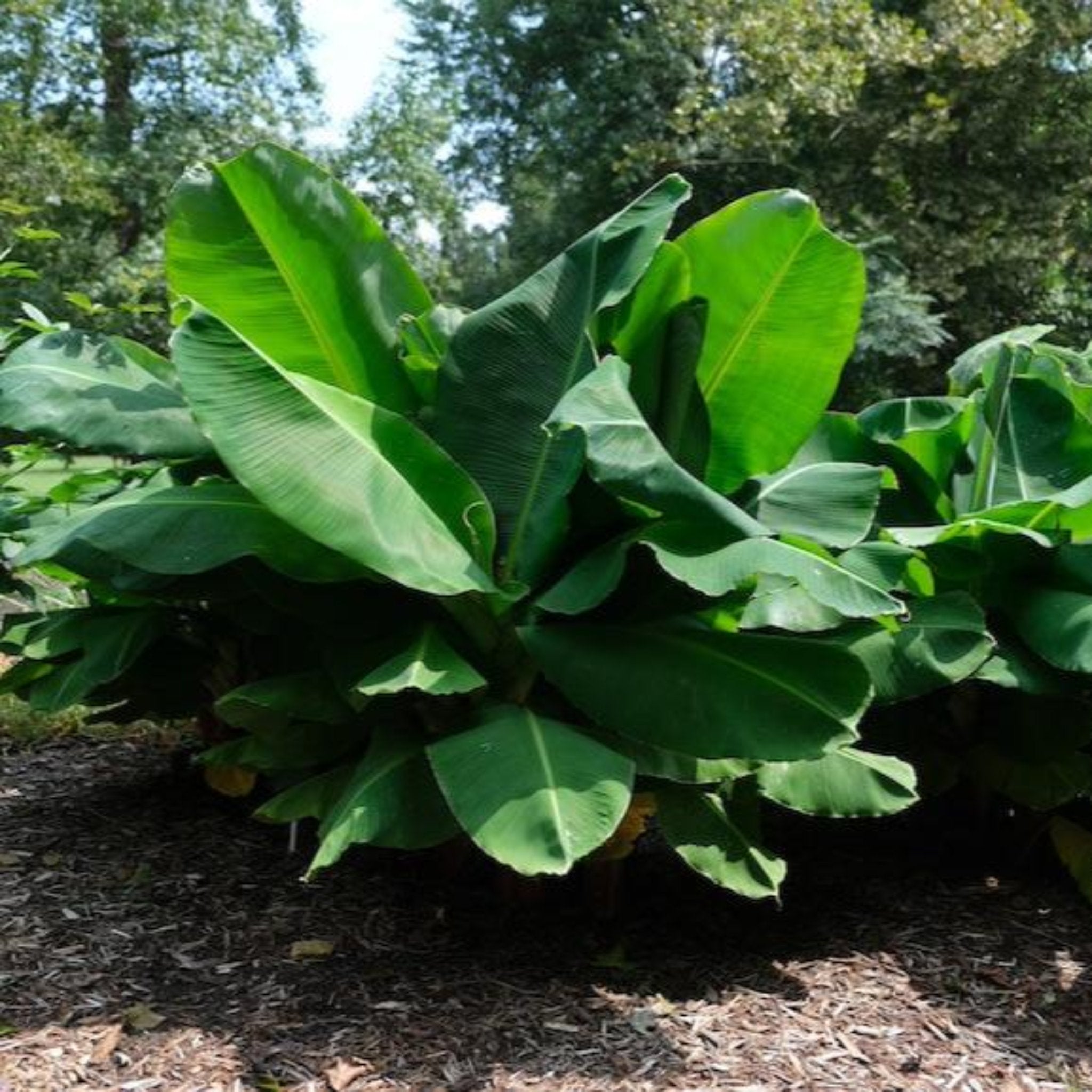 Large green leaves of a banana plant in a garden setting. Henderson Garden Supply