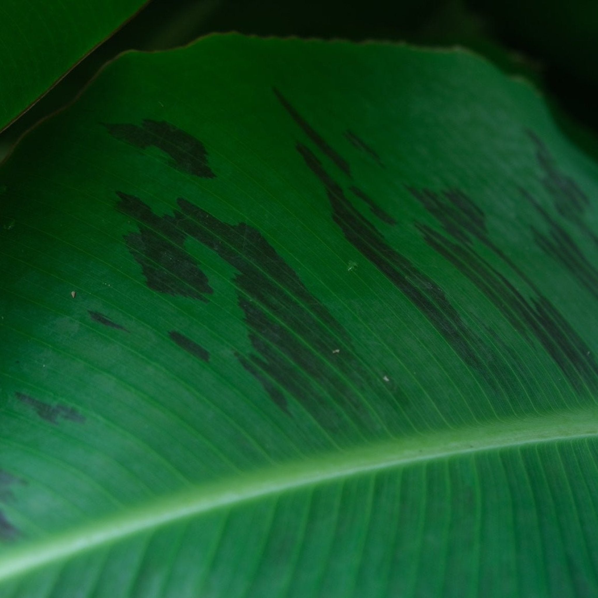 Close-up of a green leaf with dark spots. Henderson Garden Supply