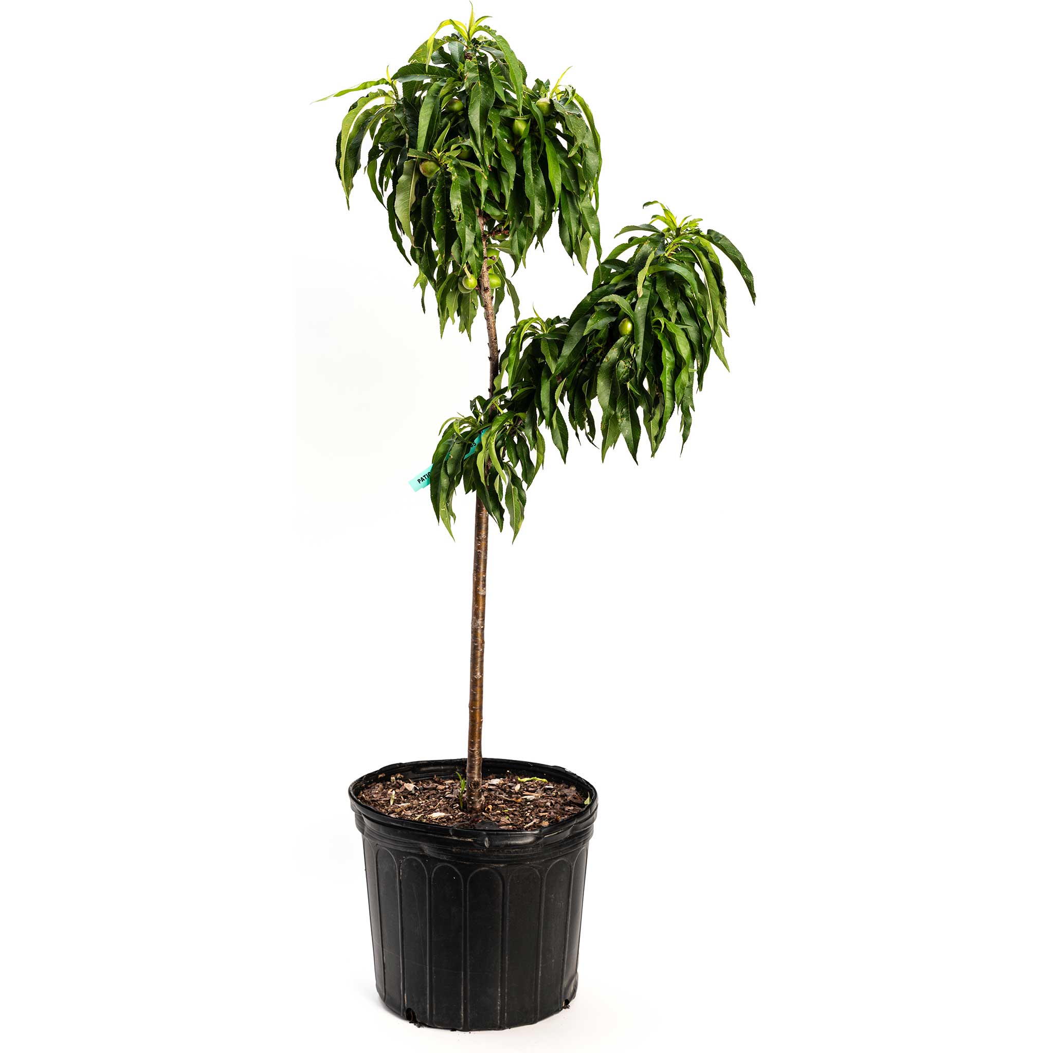 Potted plant with green leaves on a white background - Peach - Henderson Garden Supply