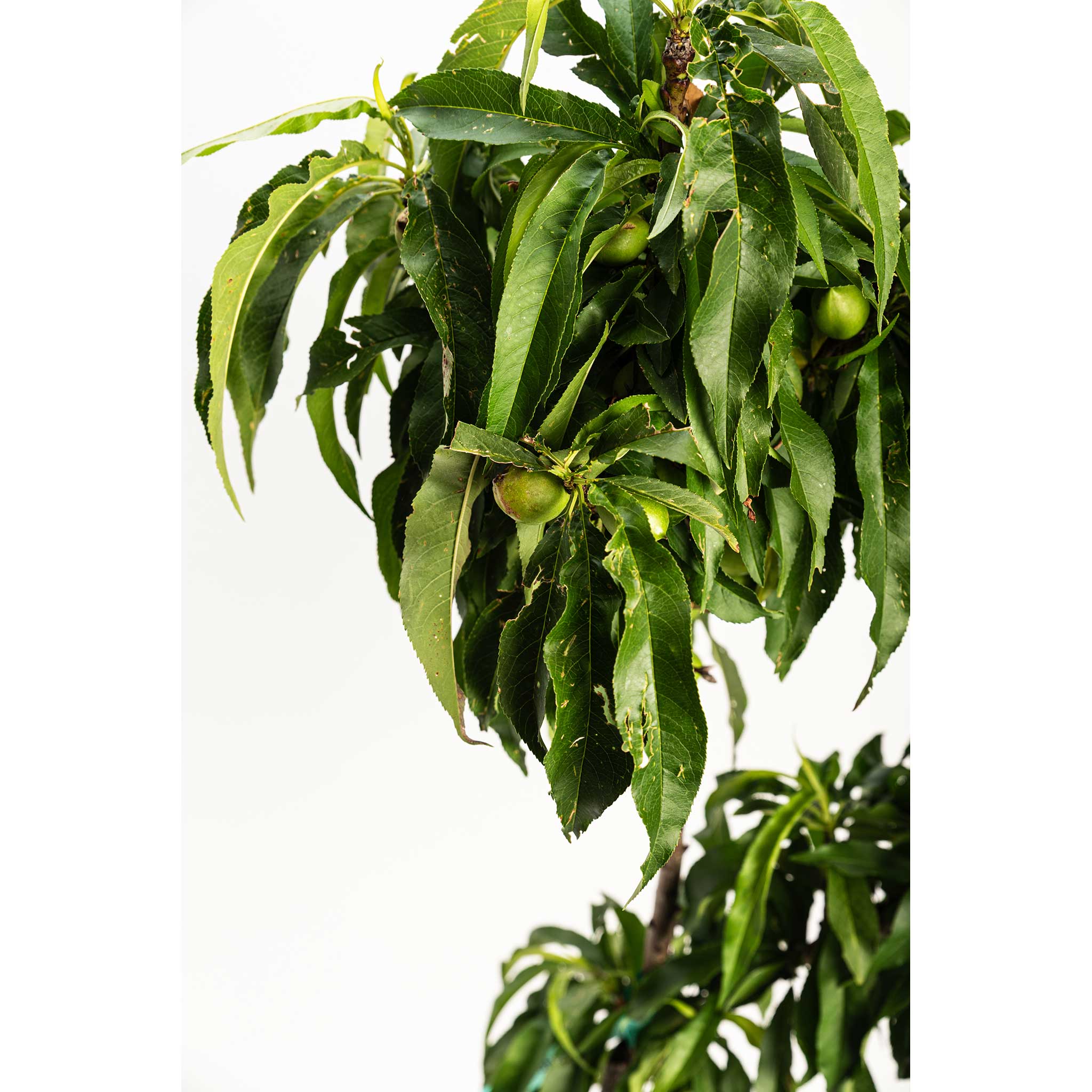 Peach Tree with green leaves and fruits on a white background - Henderson Garden Supply
