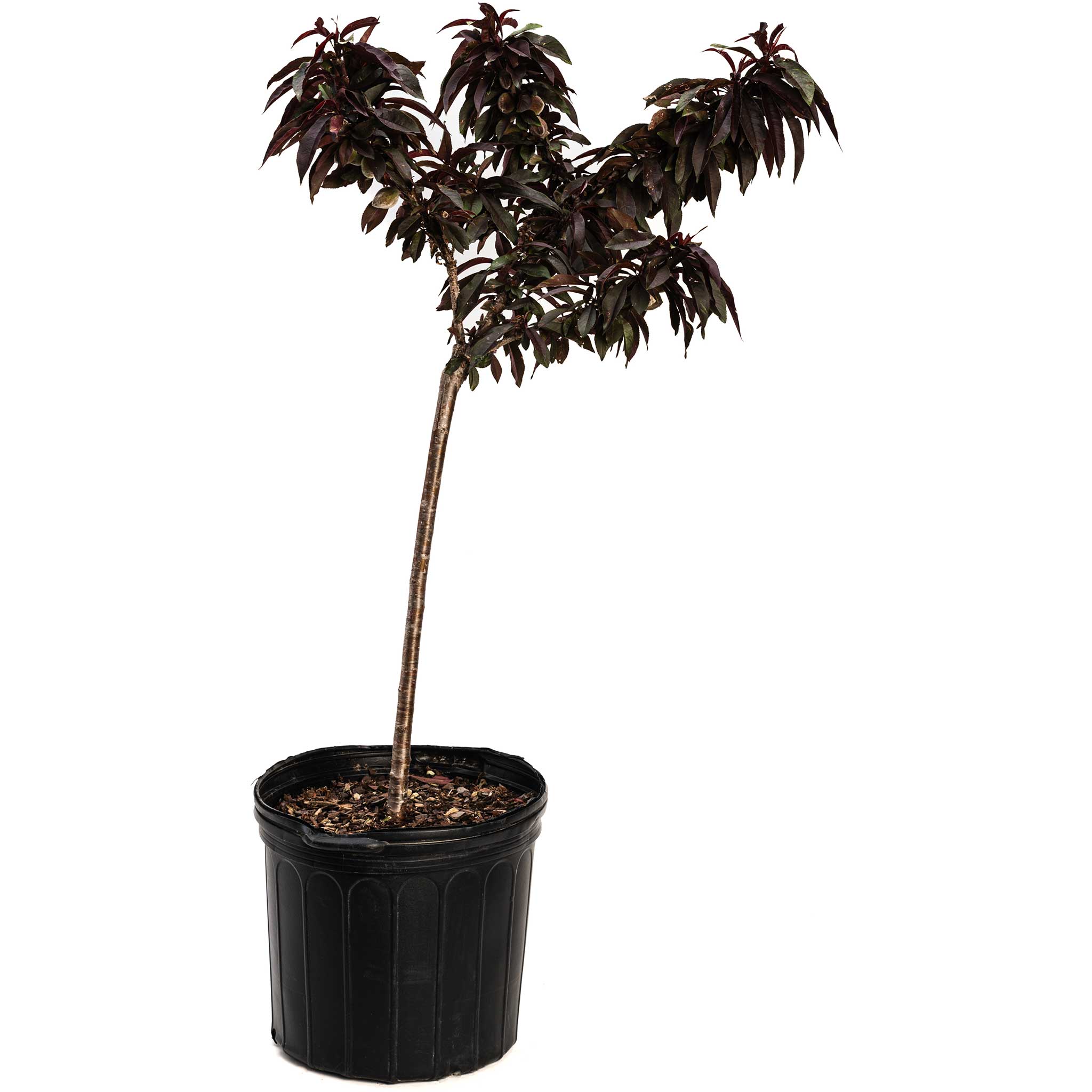Potted plant with dark green leaves on a white background - Henderson Garden Supply