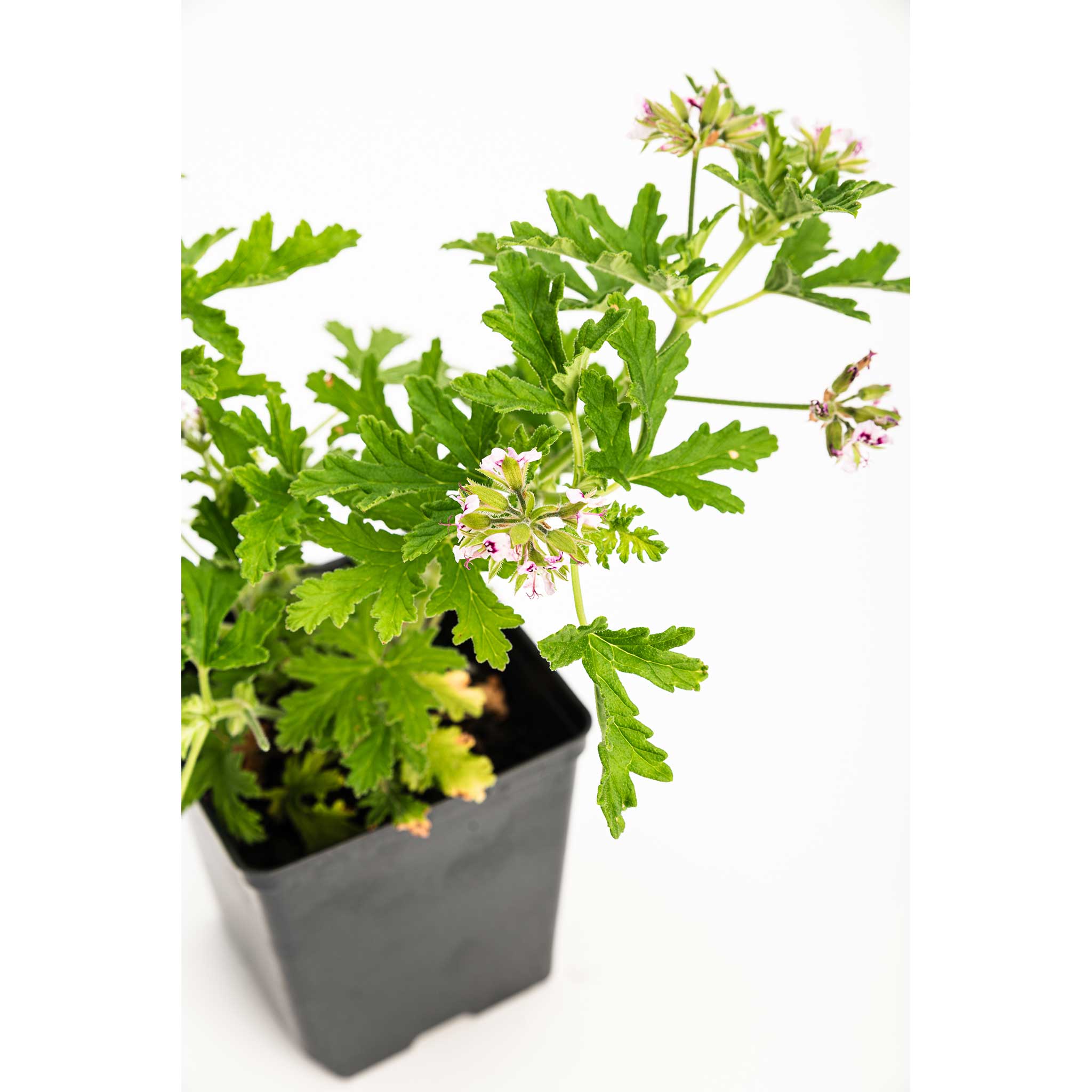 Citronella Plant (Mosquito Plant)