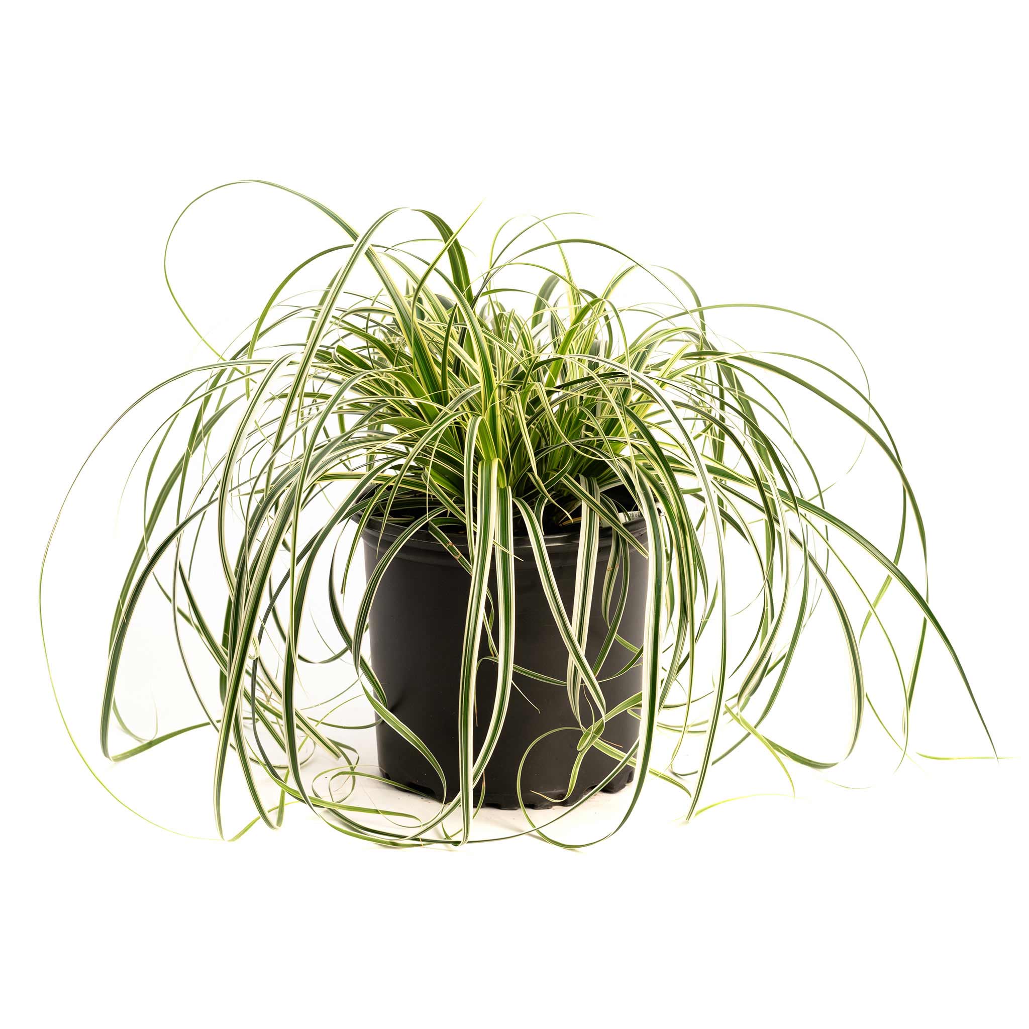 Potted plant with long, thin green leaves on a white background. Henderson Garden Supply