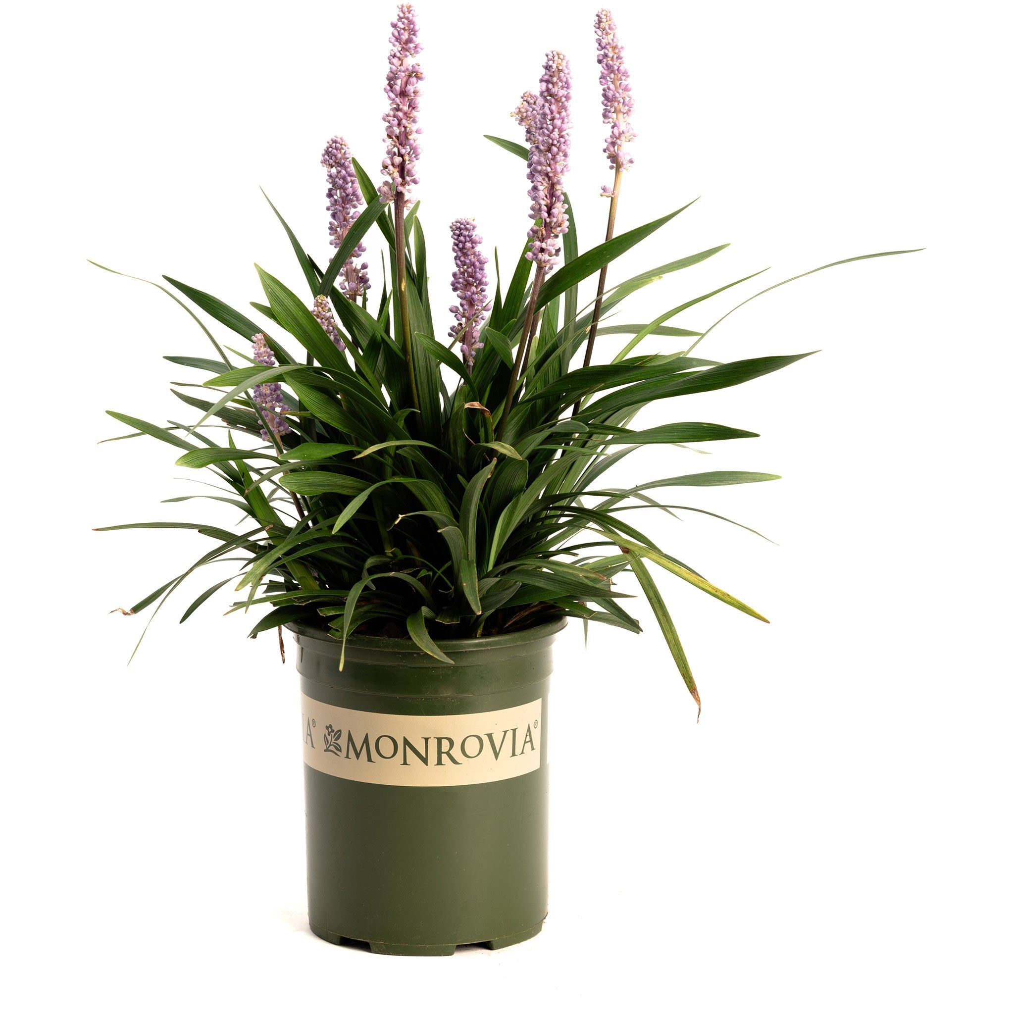 Potted plant with purple flowers and green leaves, branded 'Monrovia', on a white background. Henderson Garden Supply
