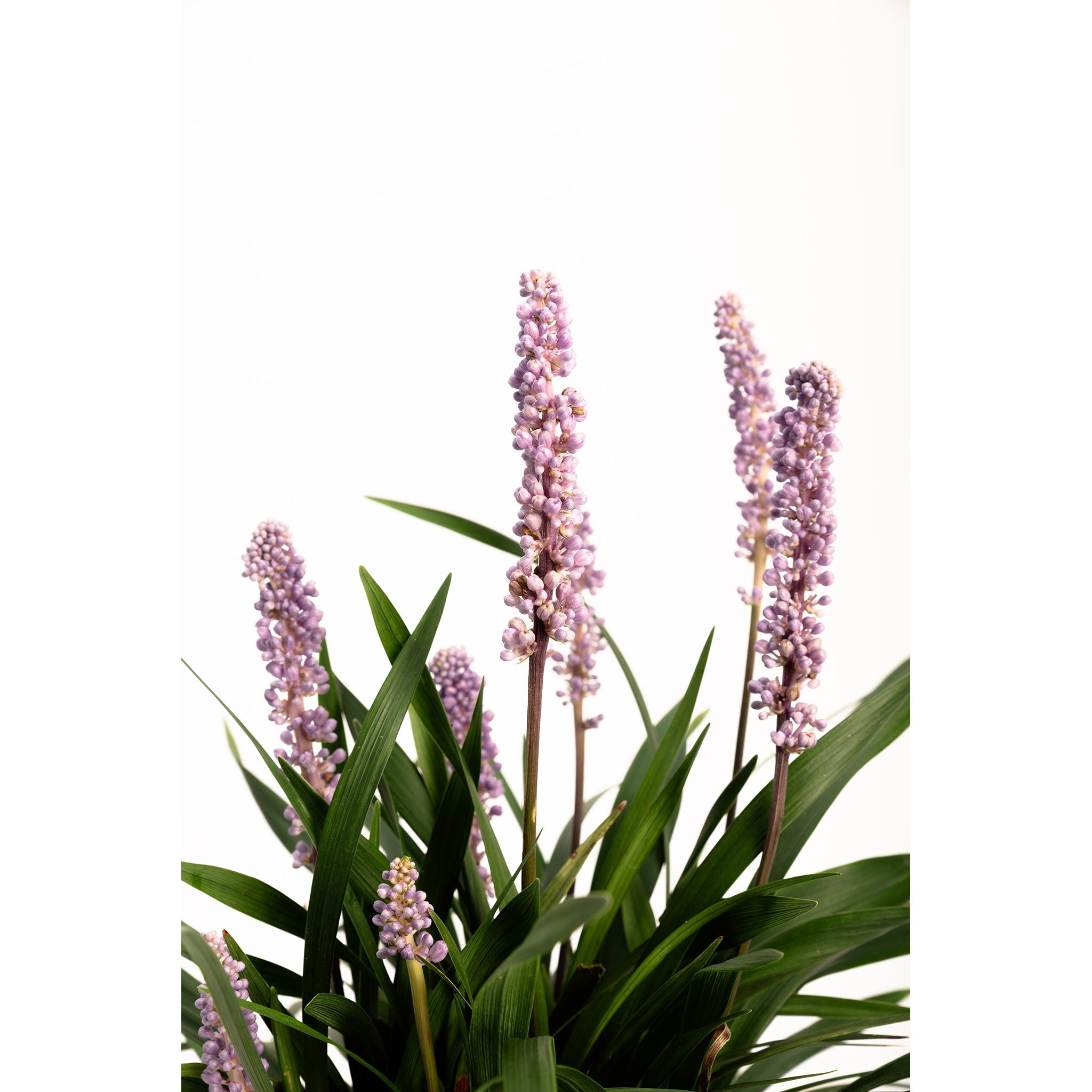 Green plants with pink flowers on a white background. Henderson Garden Supply