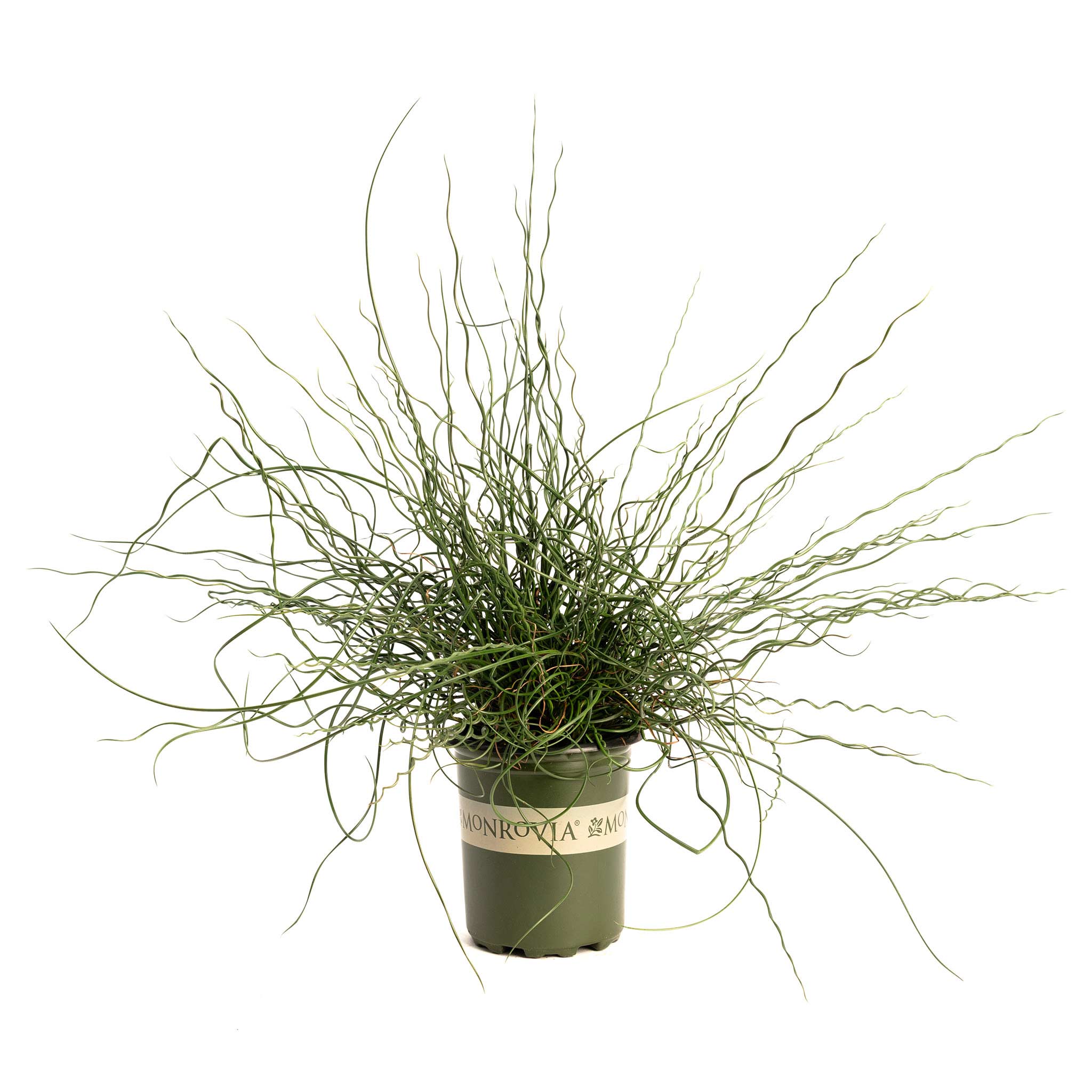 Potted plant with long, thin leaves on a white background. Henderson Garden Supply