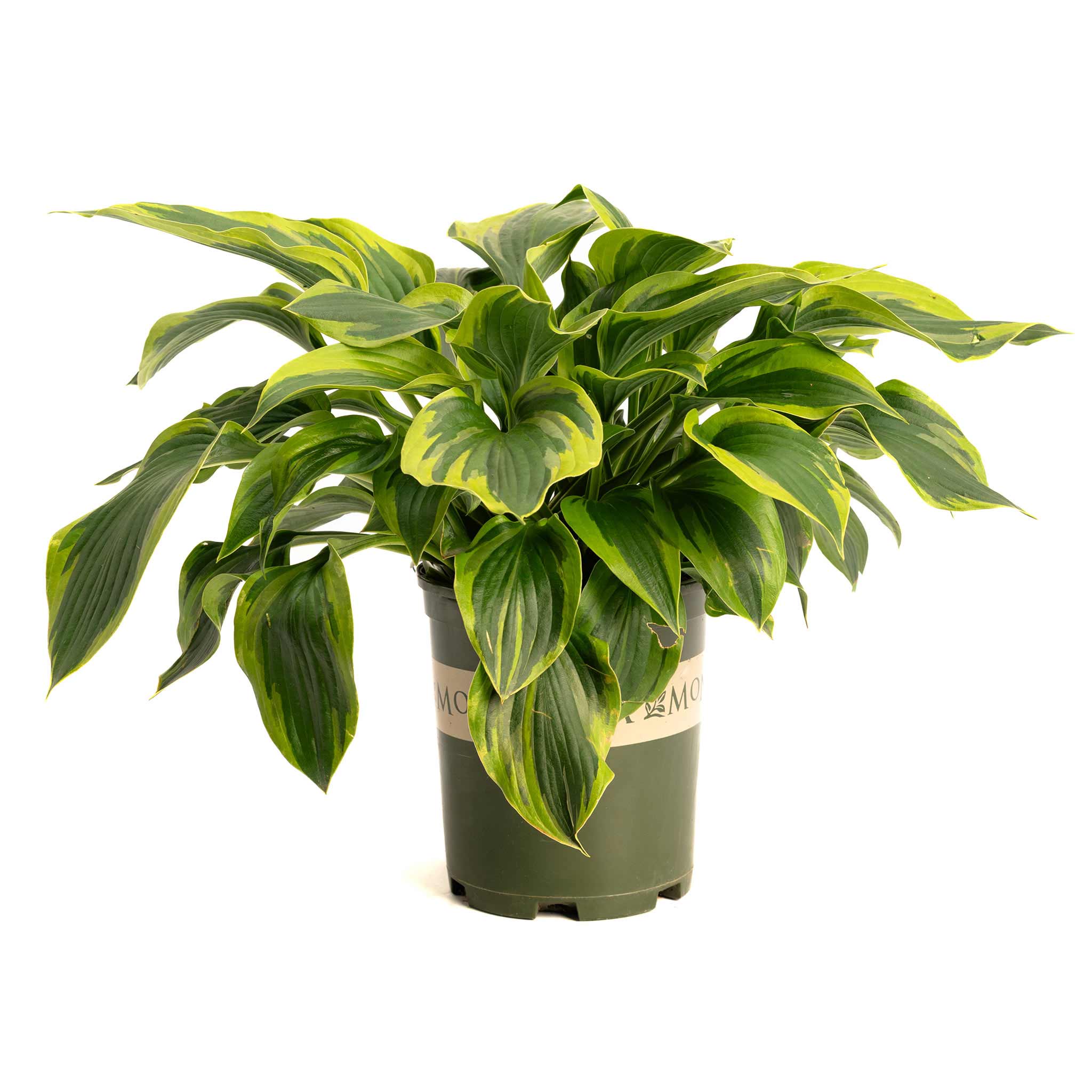 Potted plant with green and yellow leaves on a white background. Henderson Garden Supply