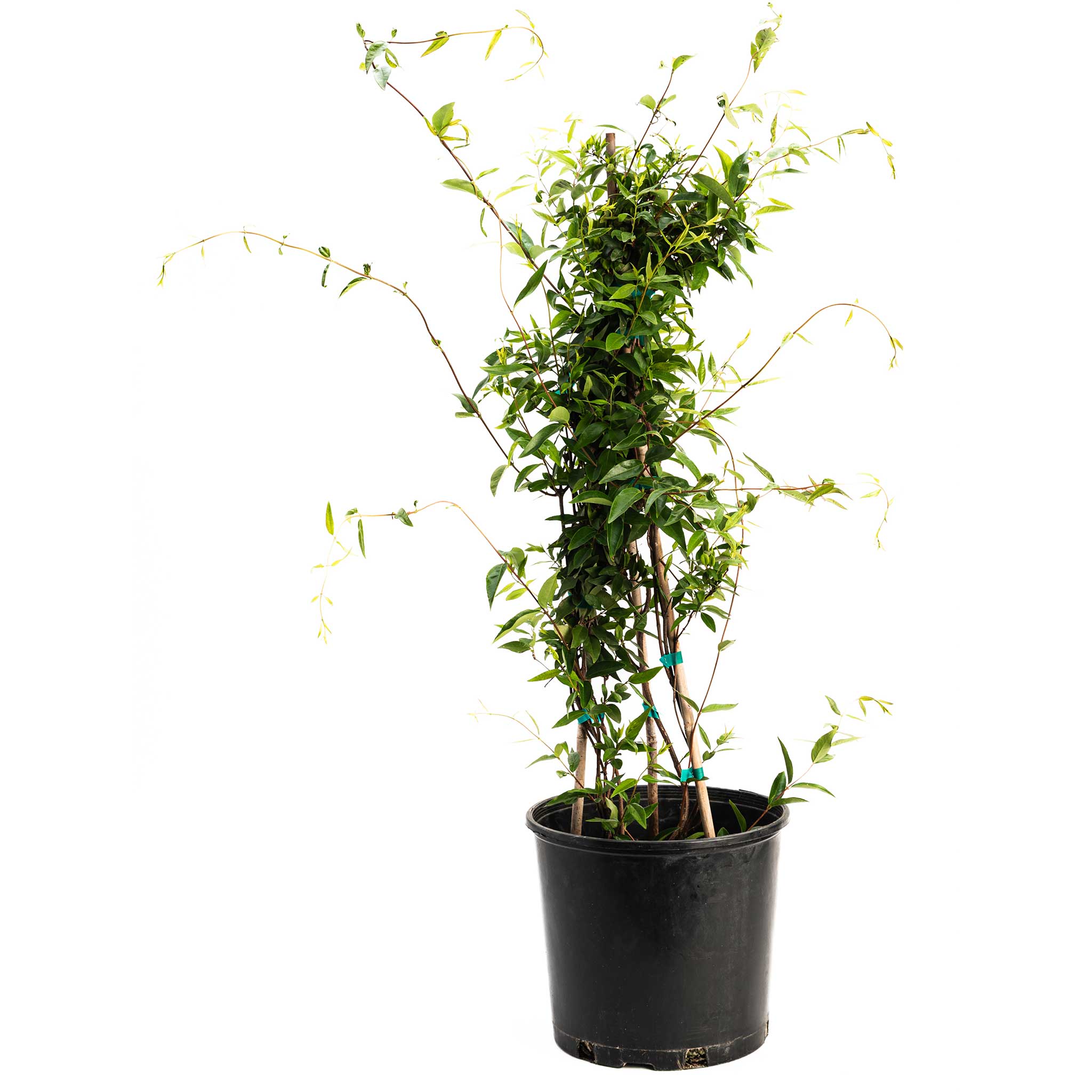 Potted plant with green leaves on a white background. Henderson Garden Supply