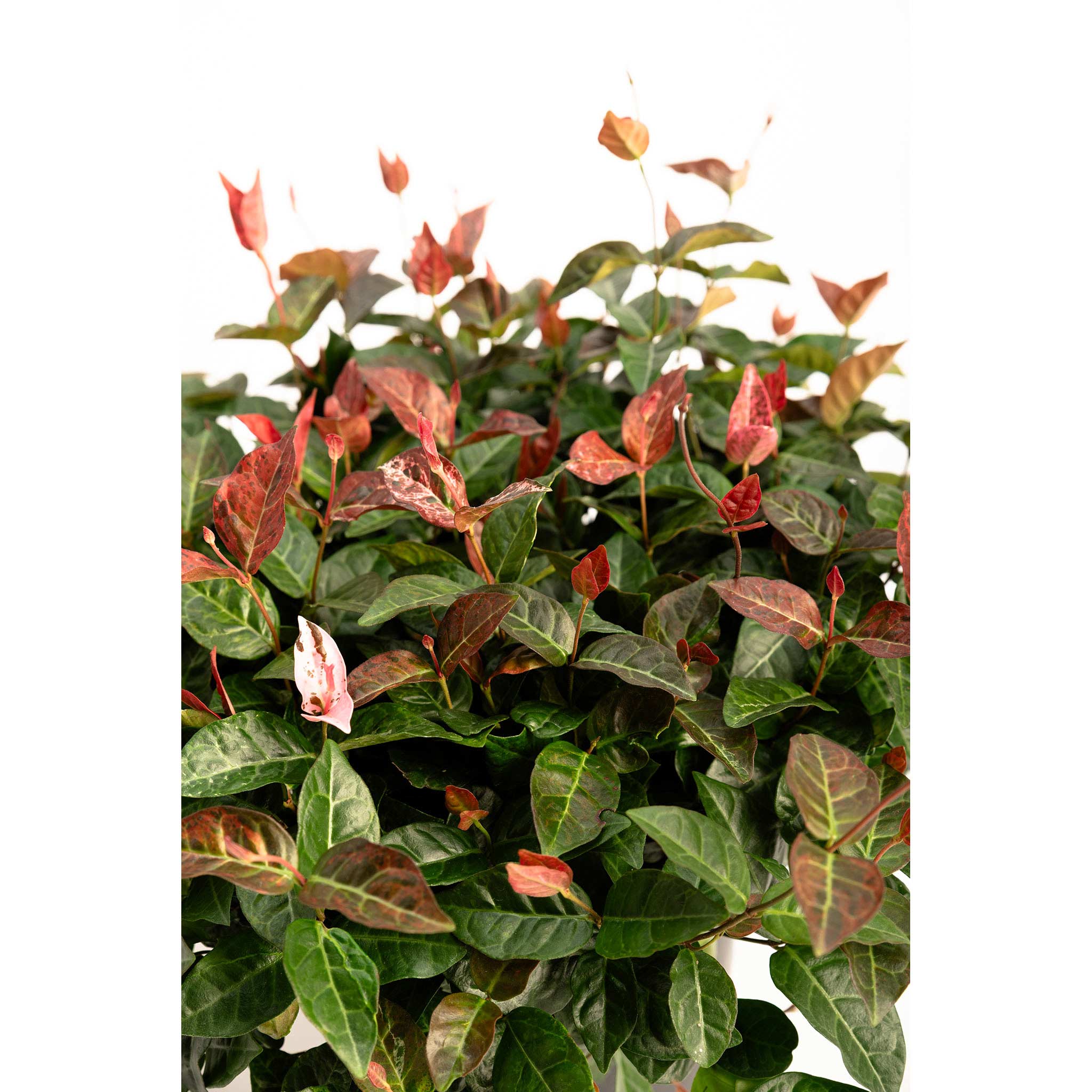 Green and red leafed plant on a white background. Henderson Garden Supply