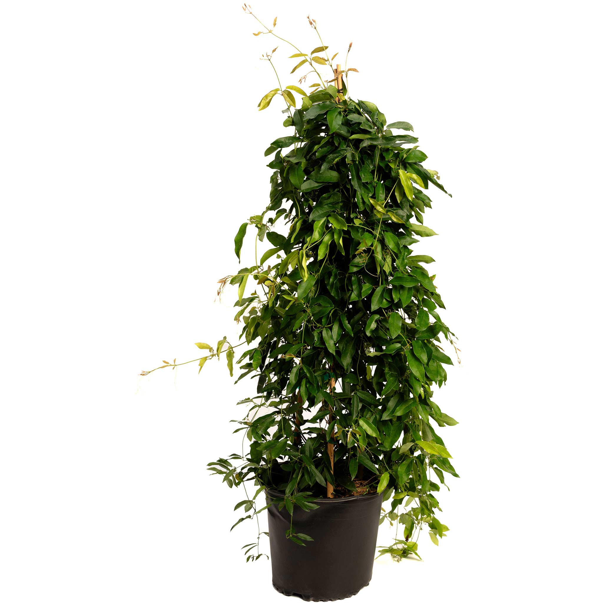 Potted plant with green leaves on a white background - Henderson Garden Supply