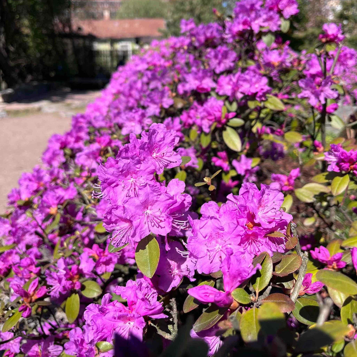 PJM Elite Rhododendron – Lavender-Pink Evergreen Shrub
