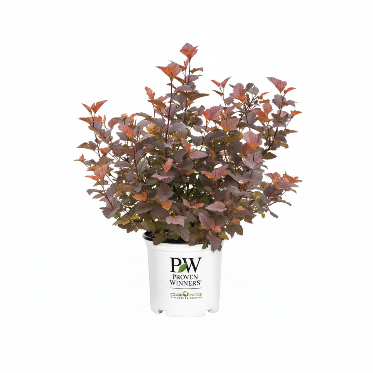 Ginger Wine® Ninebark – Orange-to-Burgundy Foliage Shrub
