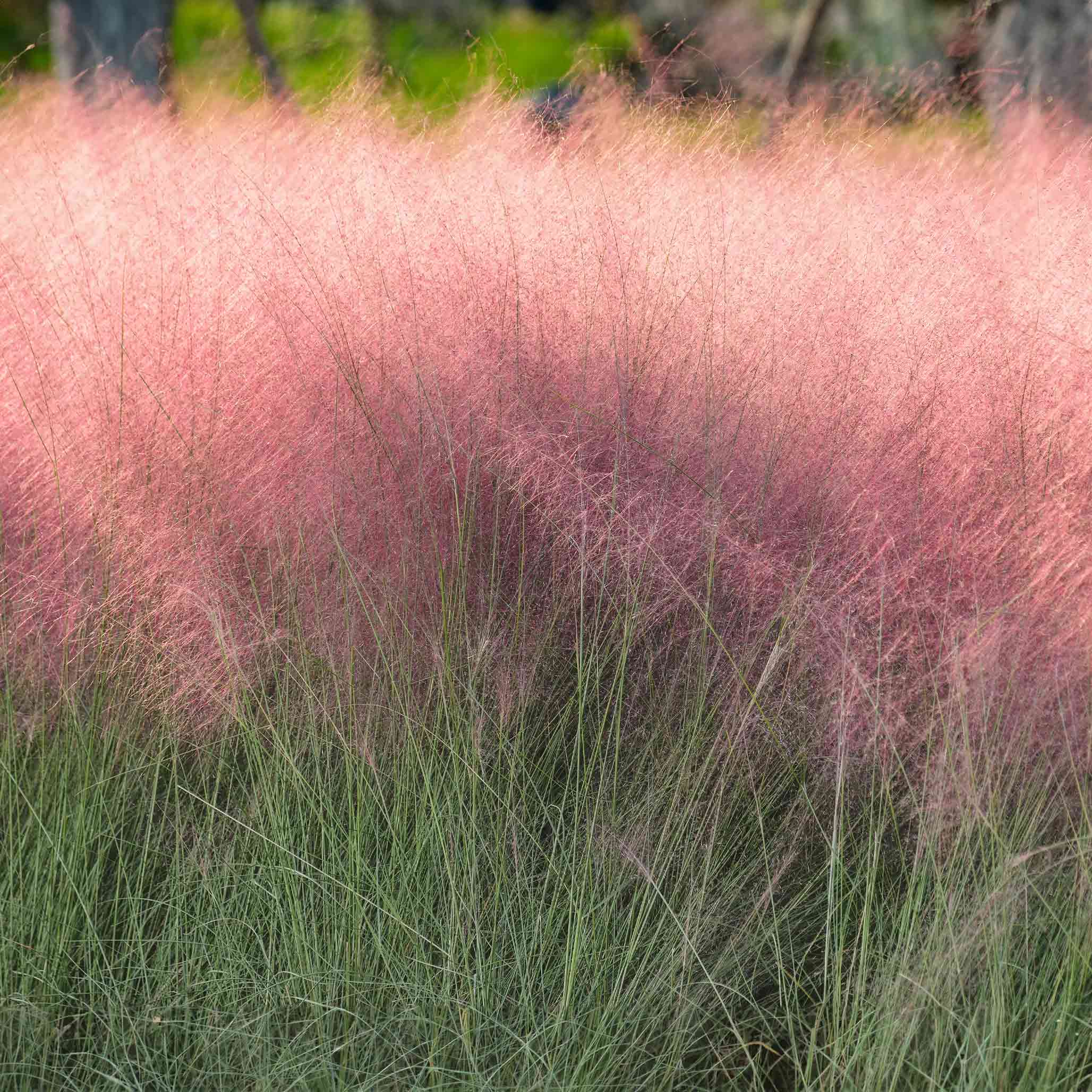 Pink muhly grass swaying in a field with green grass in the foreground. Henderson Garden Supply