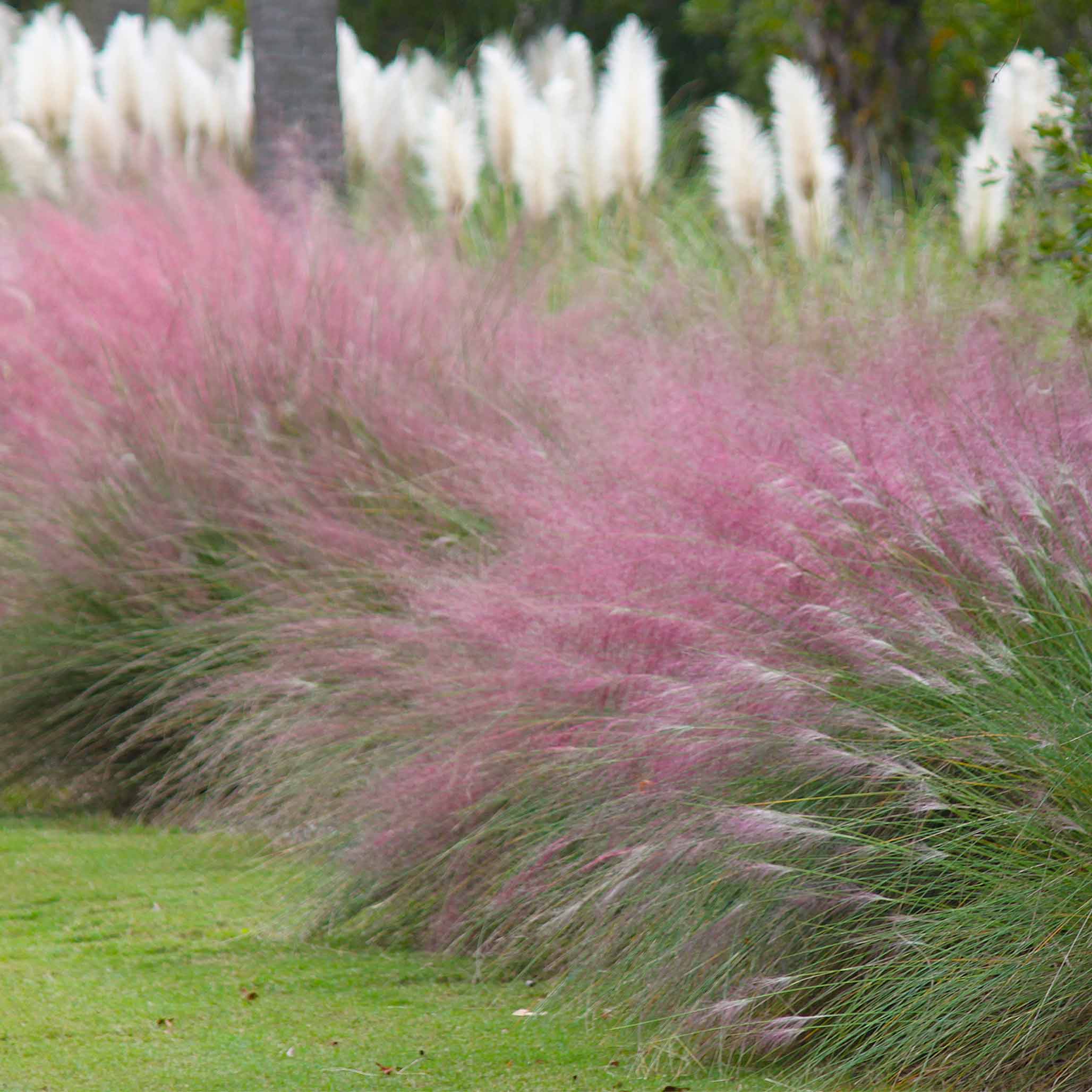 Pink and white feather grasses swaying in a garden setting. Henderson Garden Supply