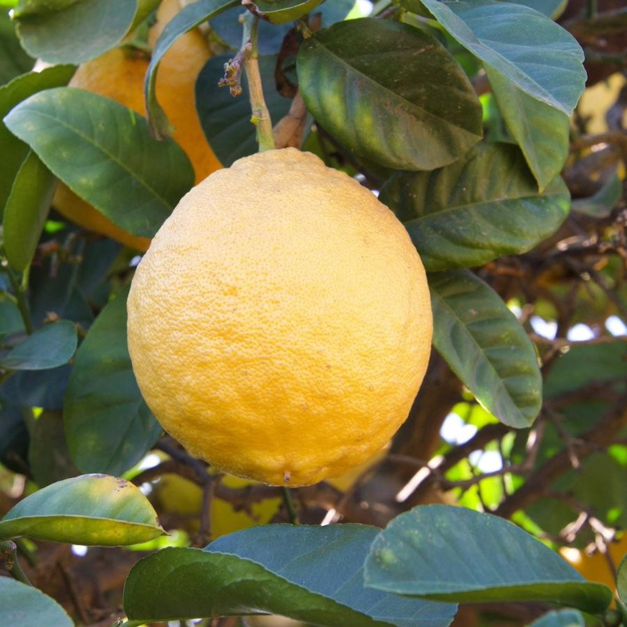 Yellow lemon hanging from a tree with green leaves. Henderson Garden Supply