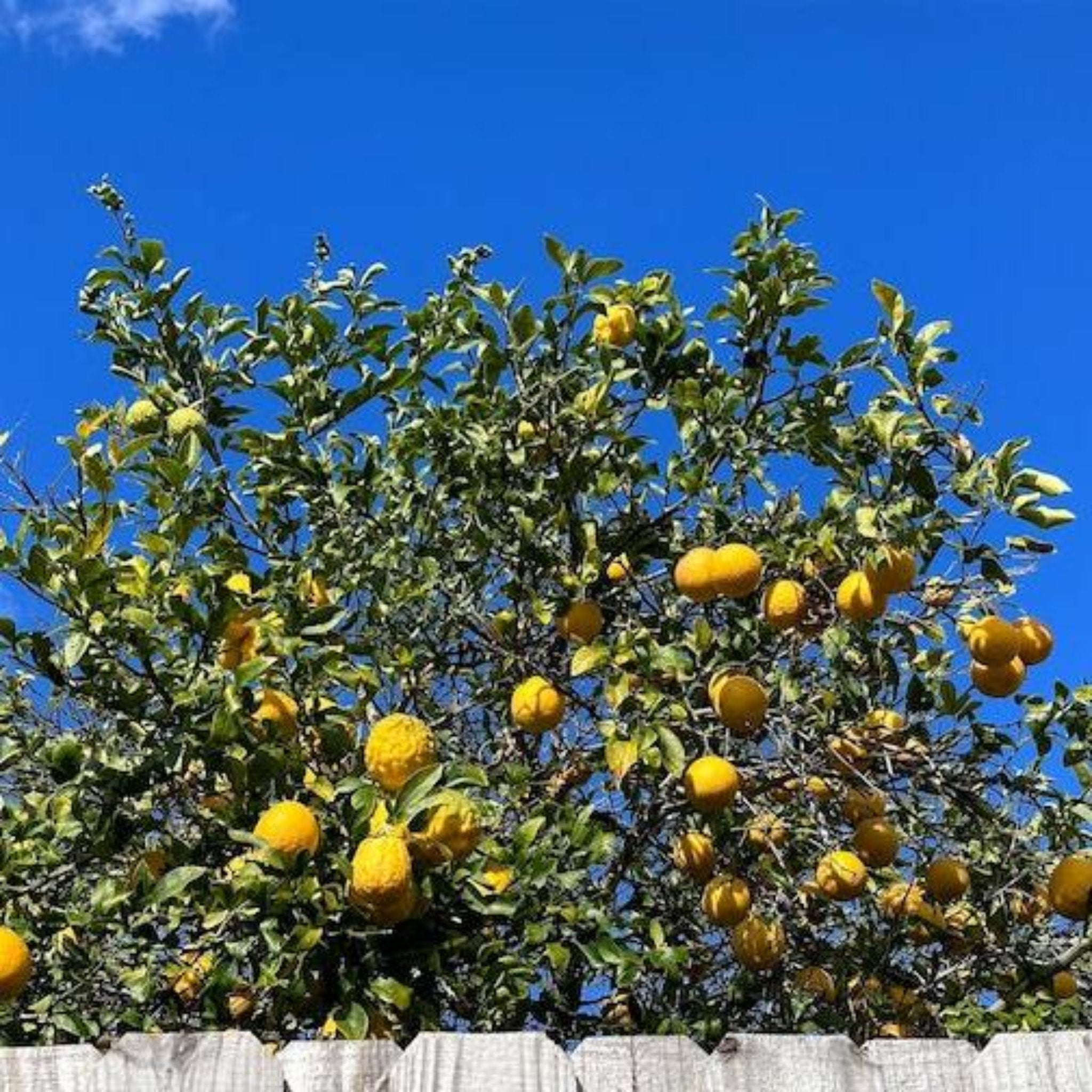 Lemon tree with ripe lemons against a clear blue sky. Henderson Garden Supply