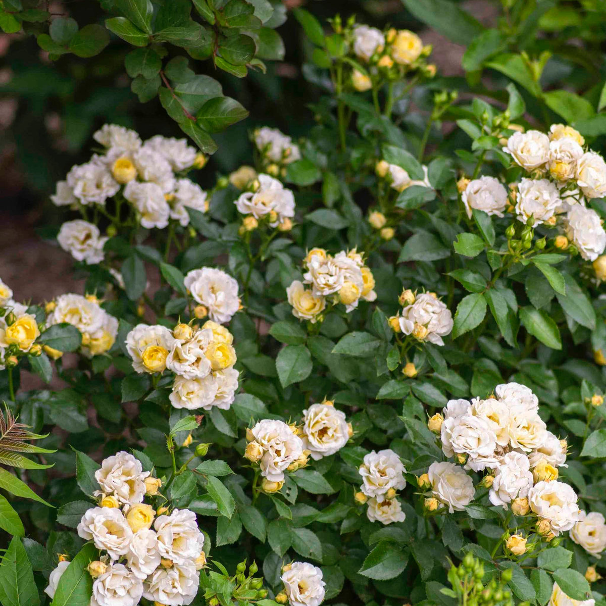 Popcorn Drift® Rose – Yellow-to-Cream Groundcover Blooms