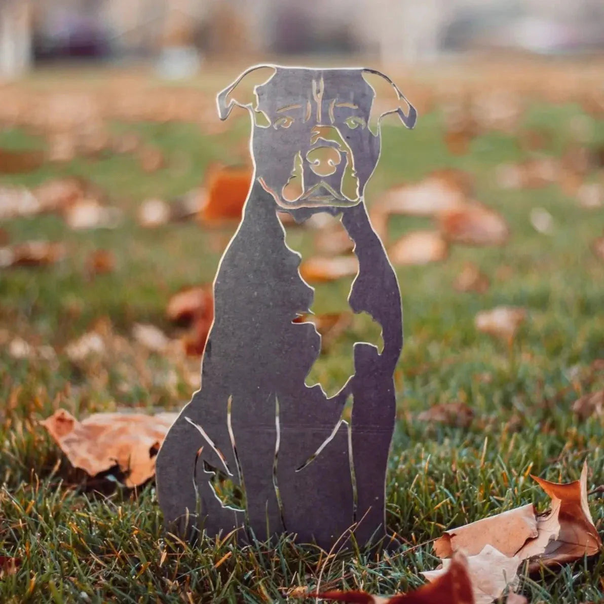 American Staffordshire Terrier