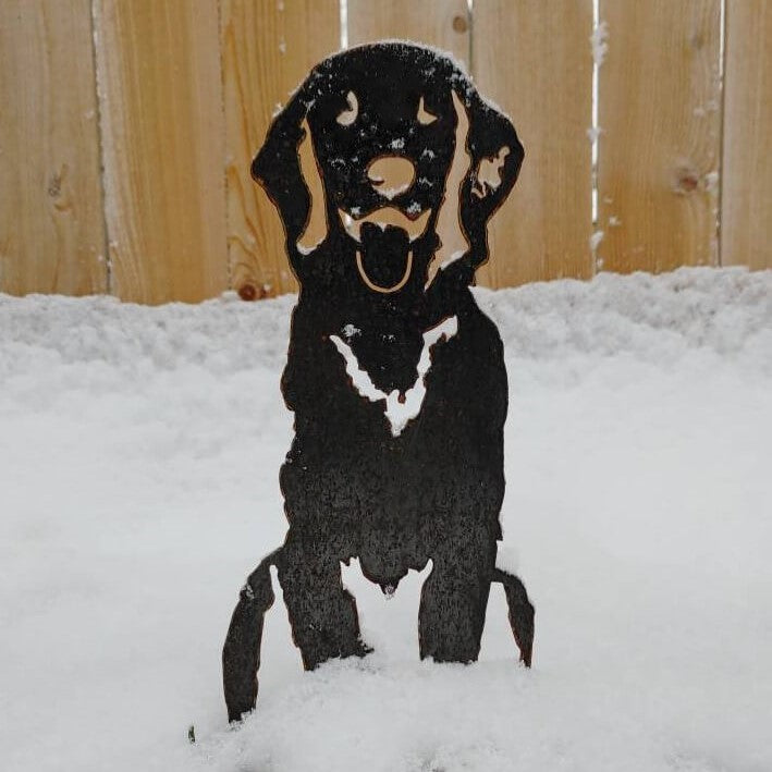 Retriever - Flat Coated