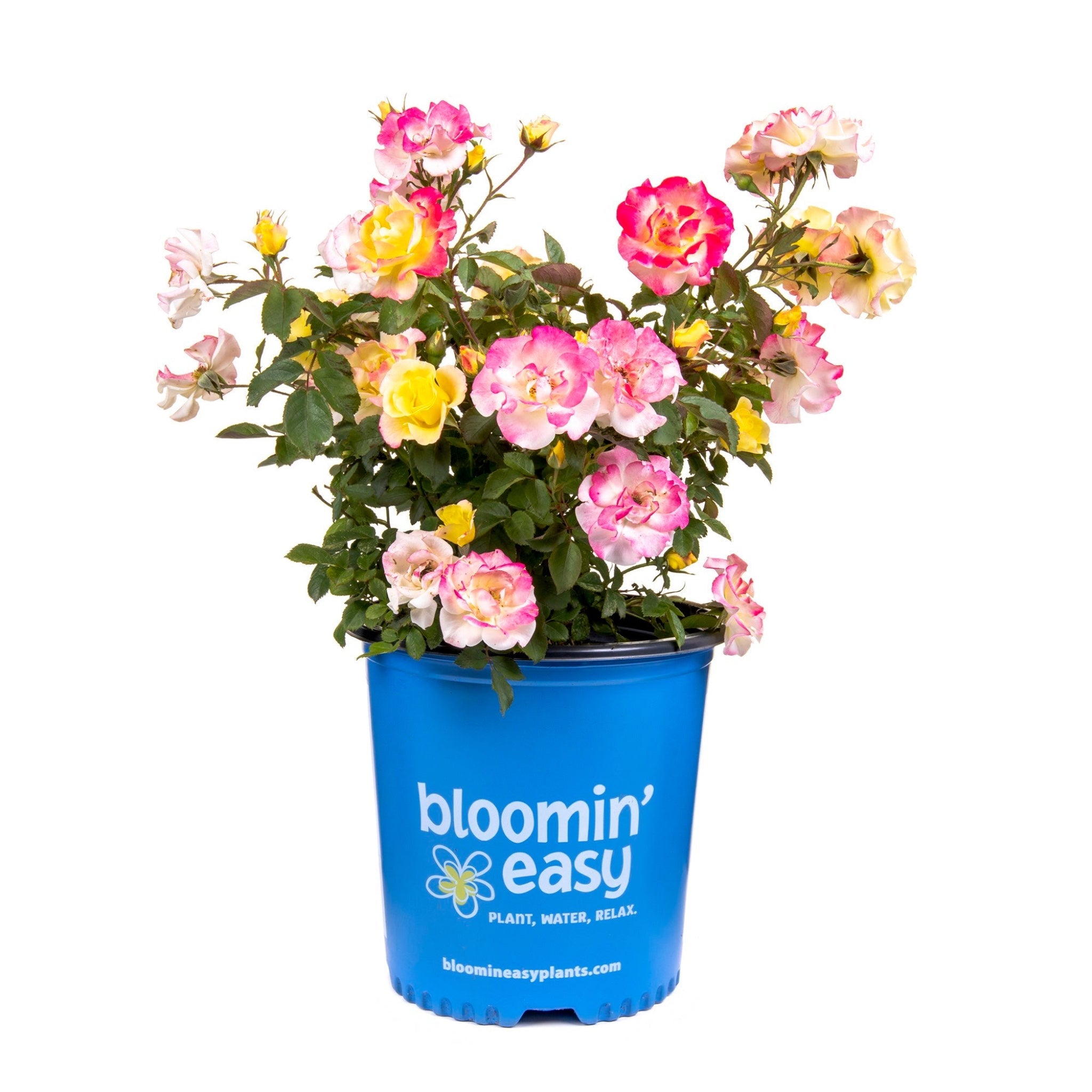 Potted plant with pink and yellow flowers in a blue 'bloomin' easy' pot on a white background. Roses - Henderson Garden Supply