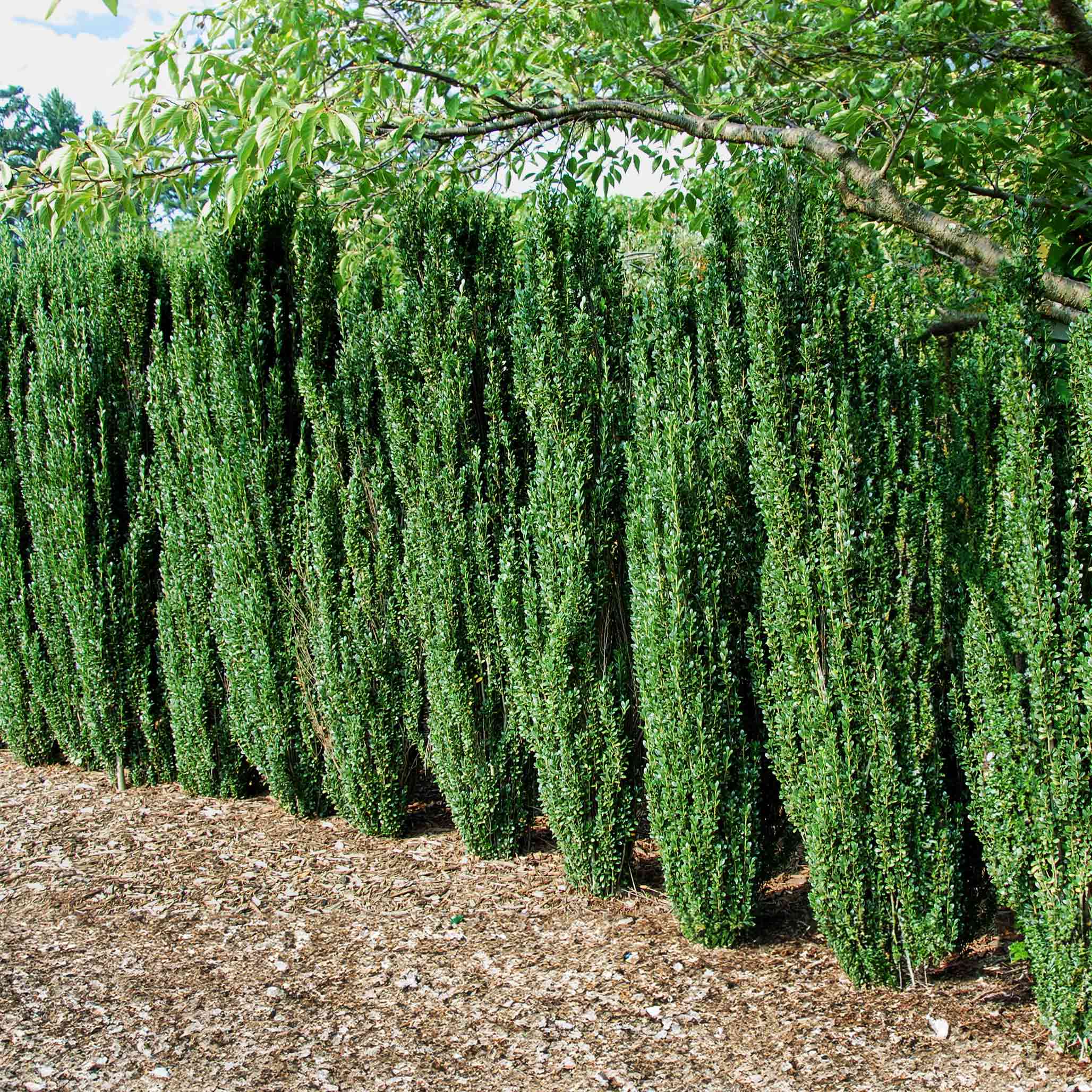 sky pencel holly - Henderson Garden Supply