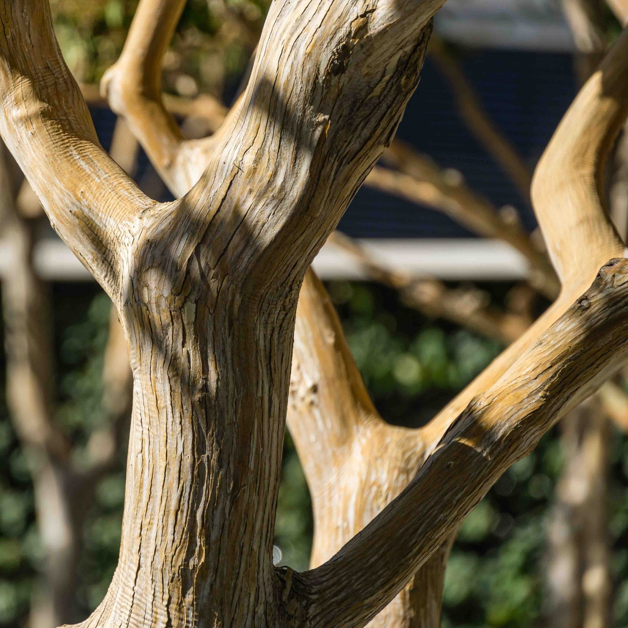 Close-up of a tree branch with a blurred background - Henderson Garden Supply