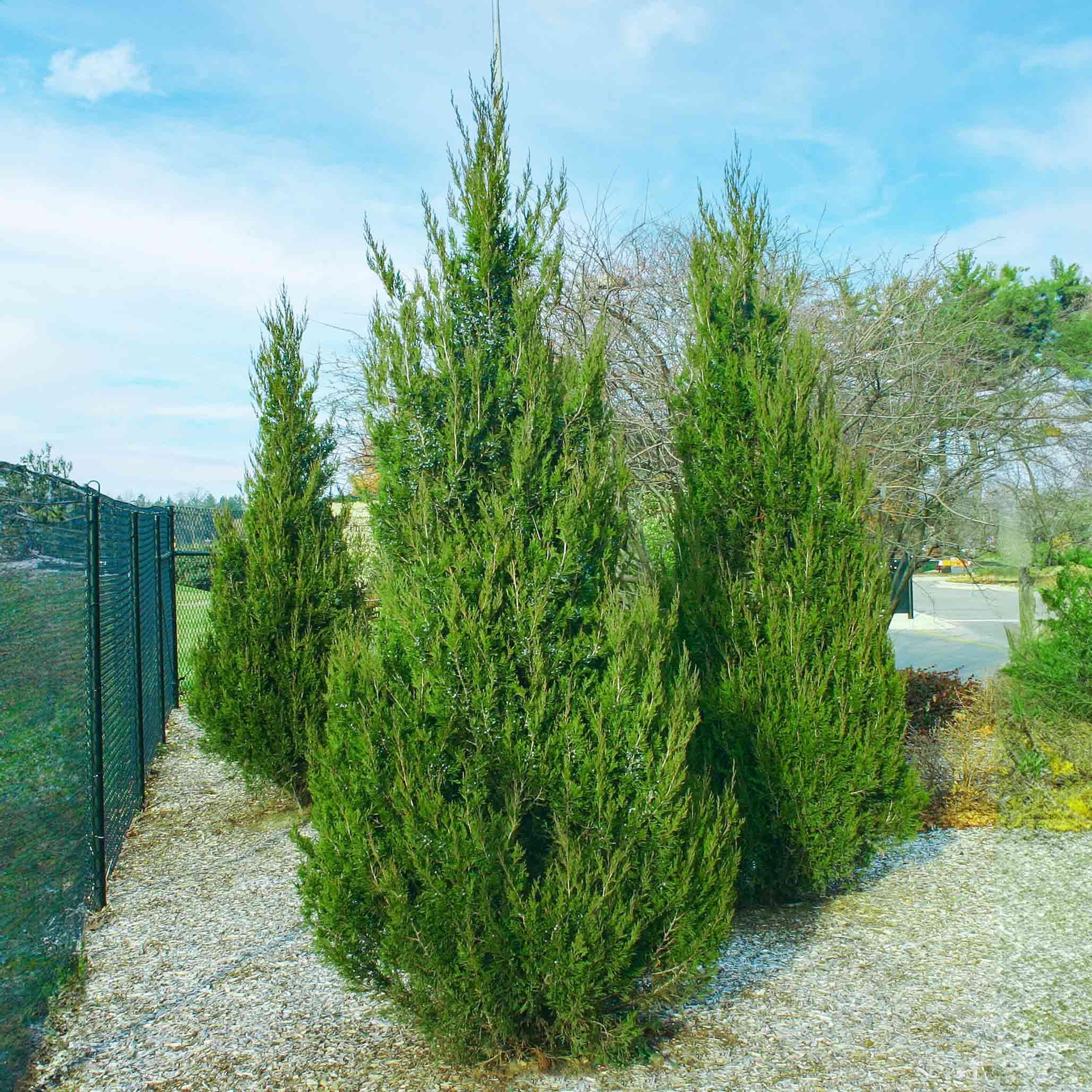 Spartan Juniper - Henderson Garden Supply