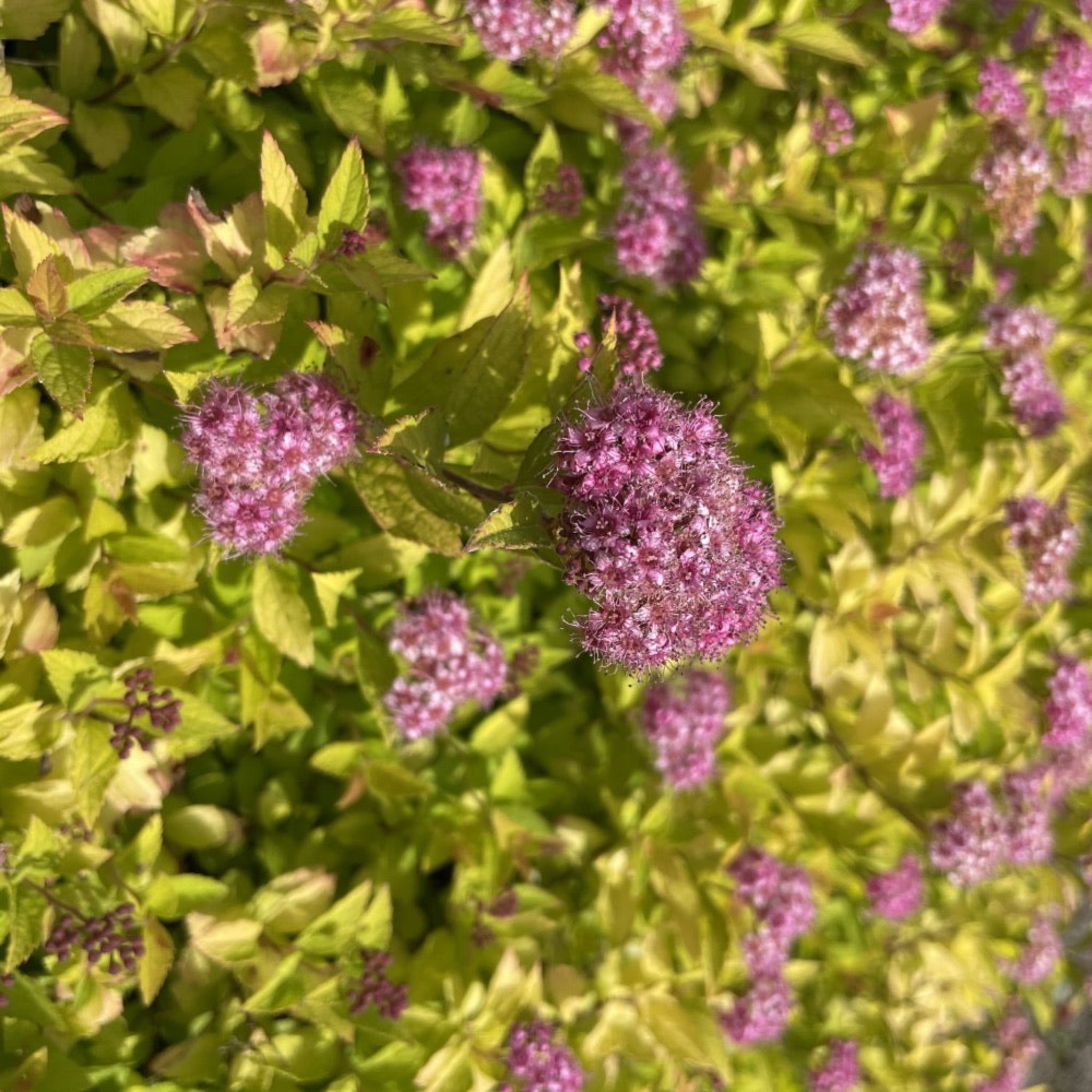 Pineapple Poprocks® Spiraea