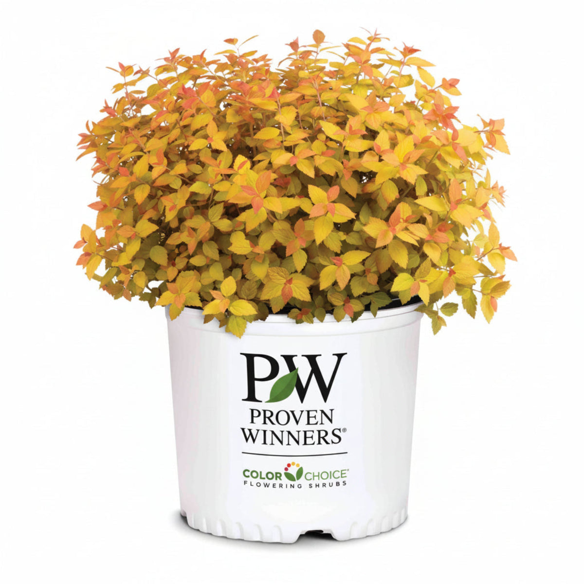 Double Play® Candy Corn® Spiraea – Colorful Foliage Shrub
