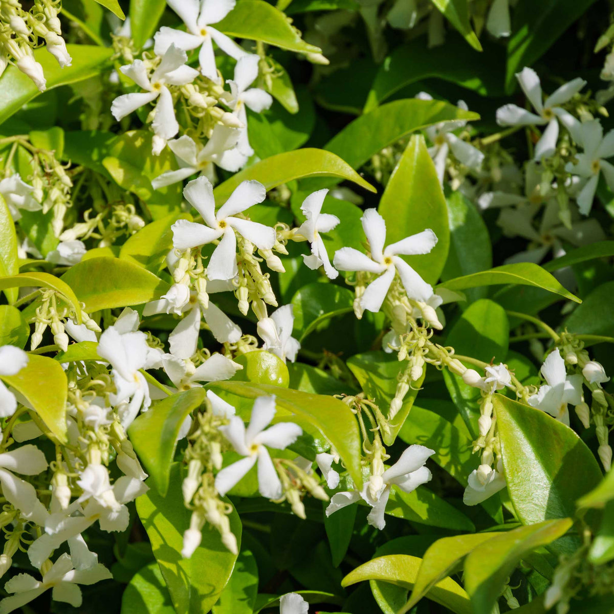 Star Jasmine – Fragrant Evergreen Climbing Vine
