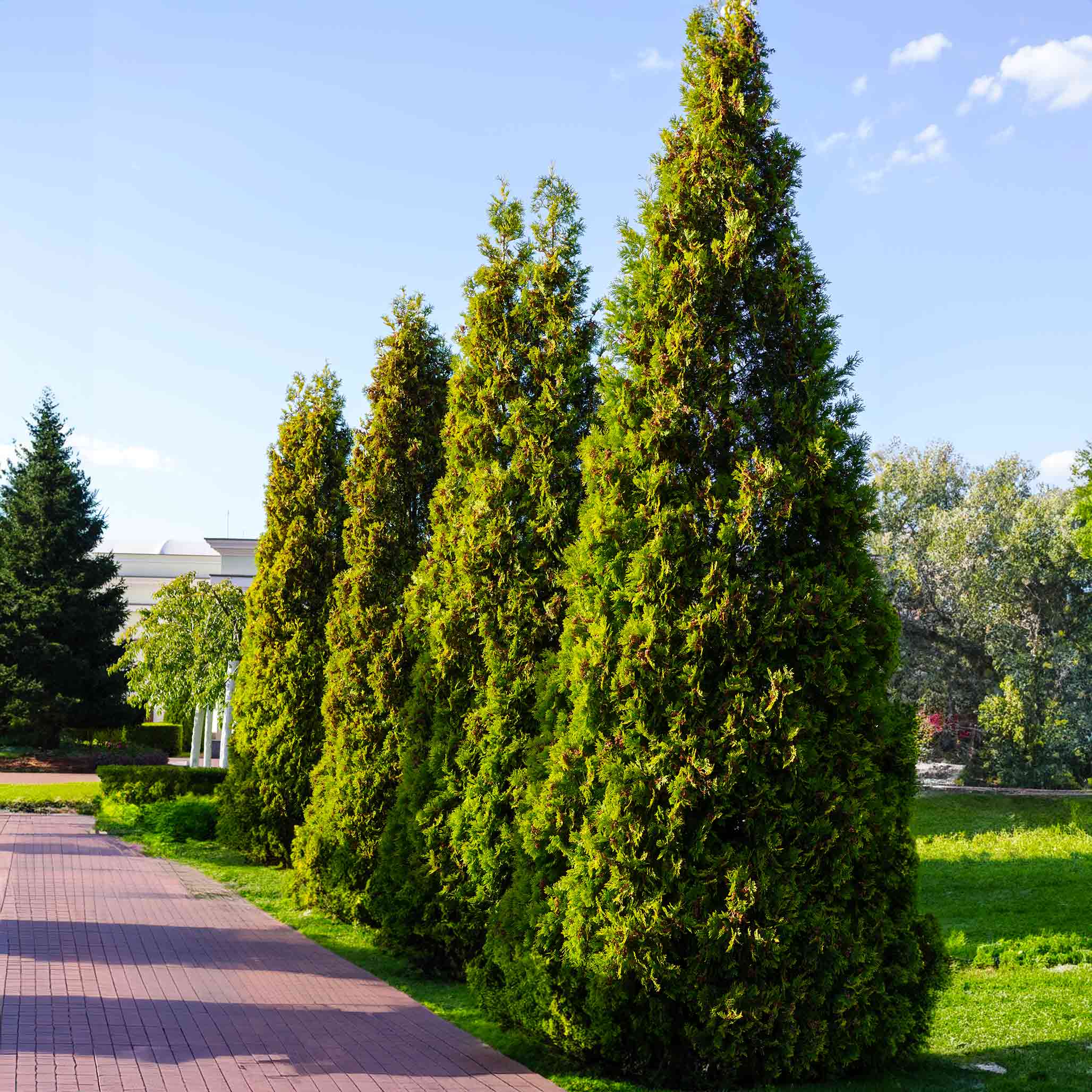 Evergreen trees - Henderson Garden Supply