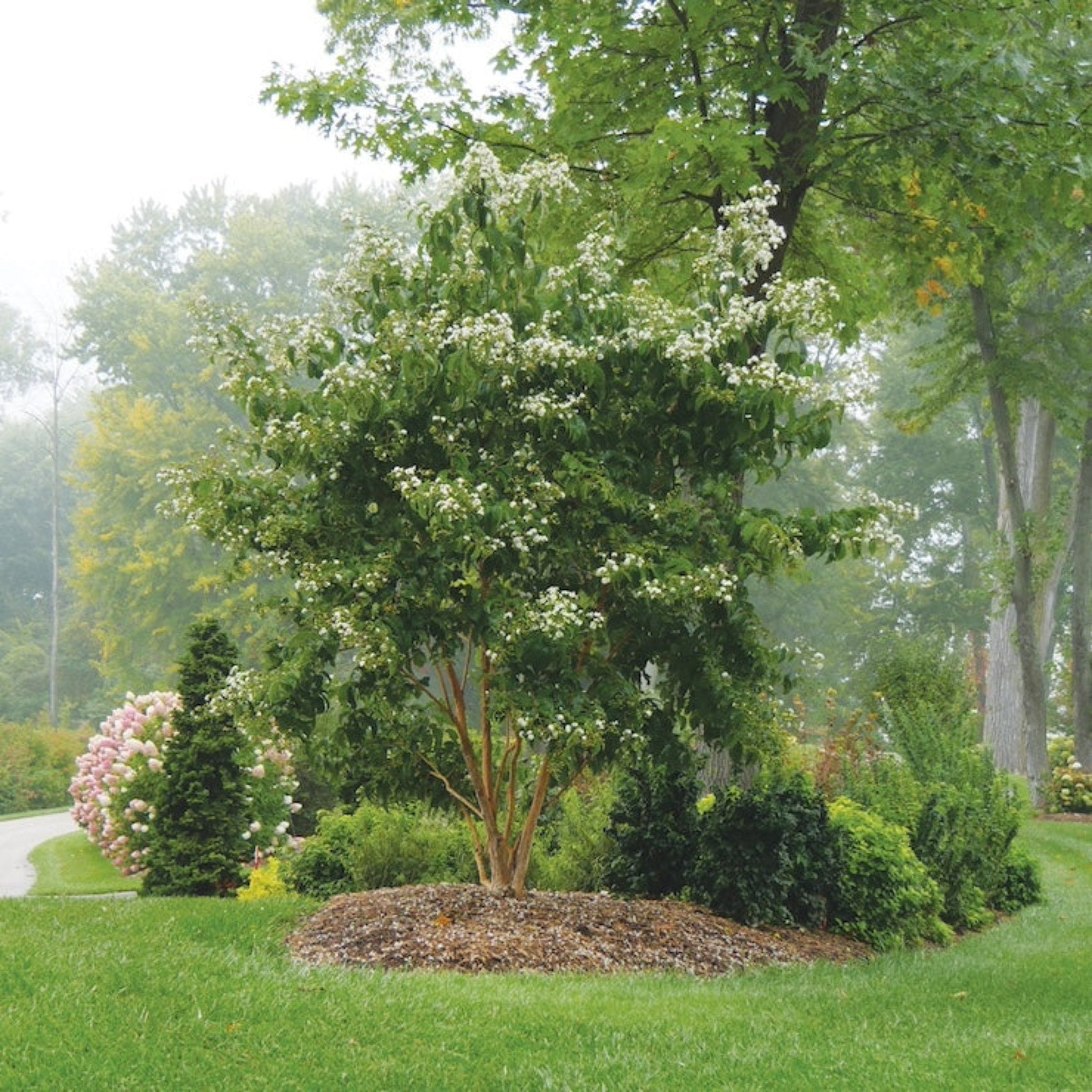 Tree with white flowers in a garden setting with other plants and trees. - Henderson Garden Supply