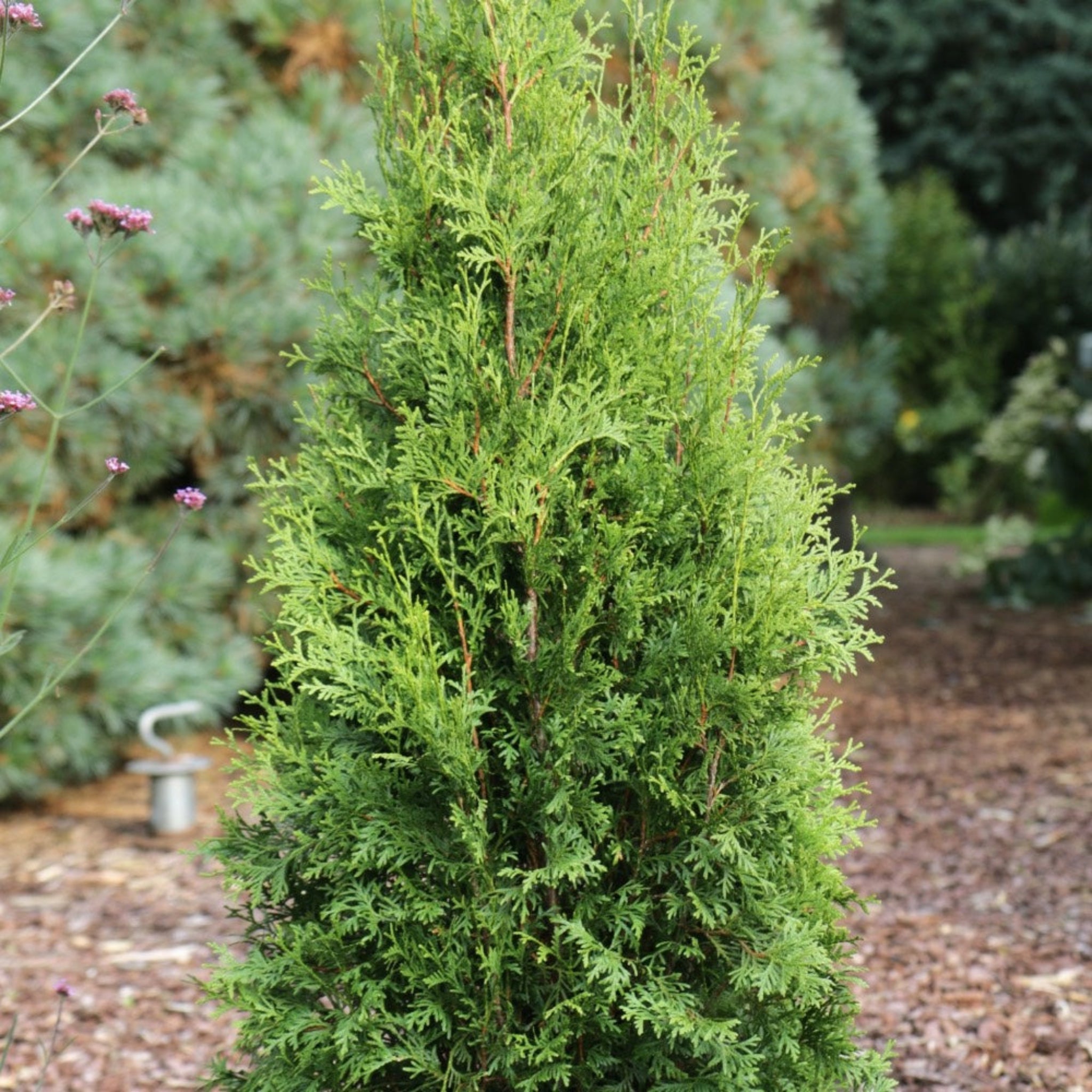 Tall coniferous tree in a garden setting with mulch and other plants. Henderson Garden Supply