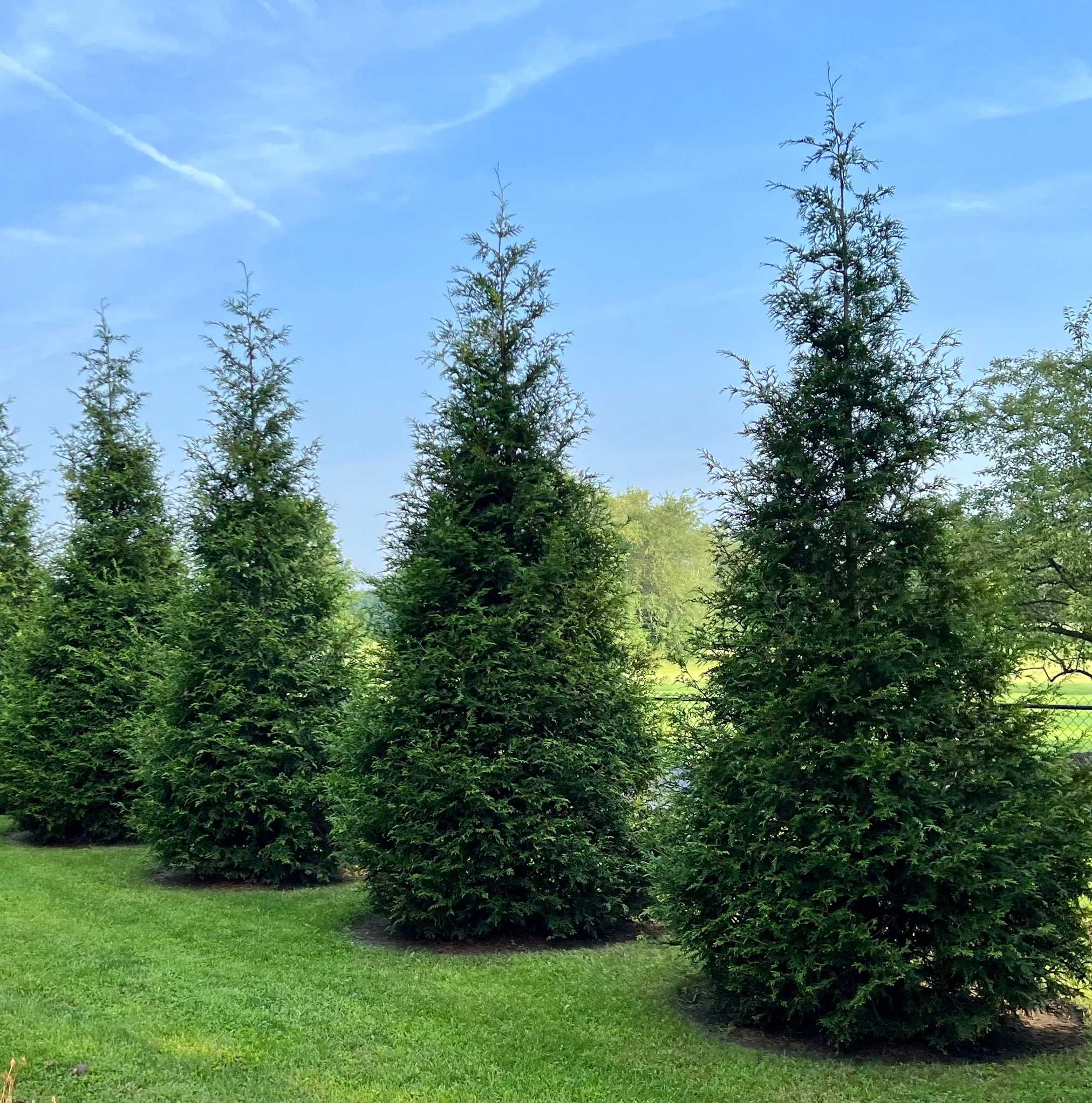 Green Giant Tree - Henderson Garden Supply