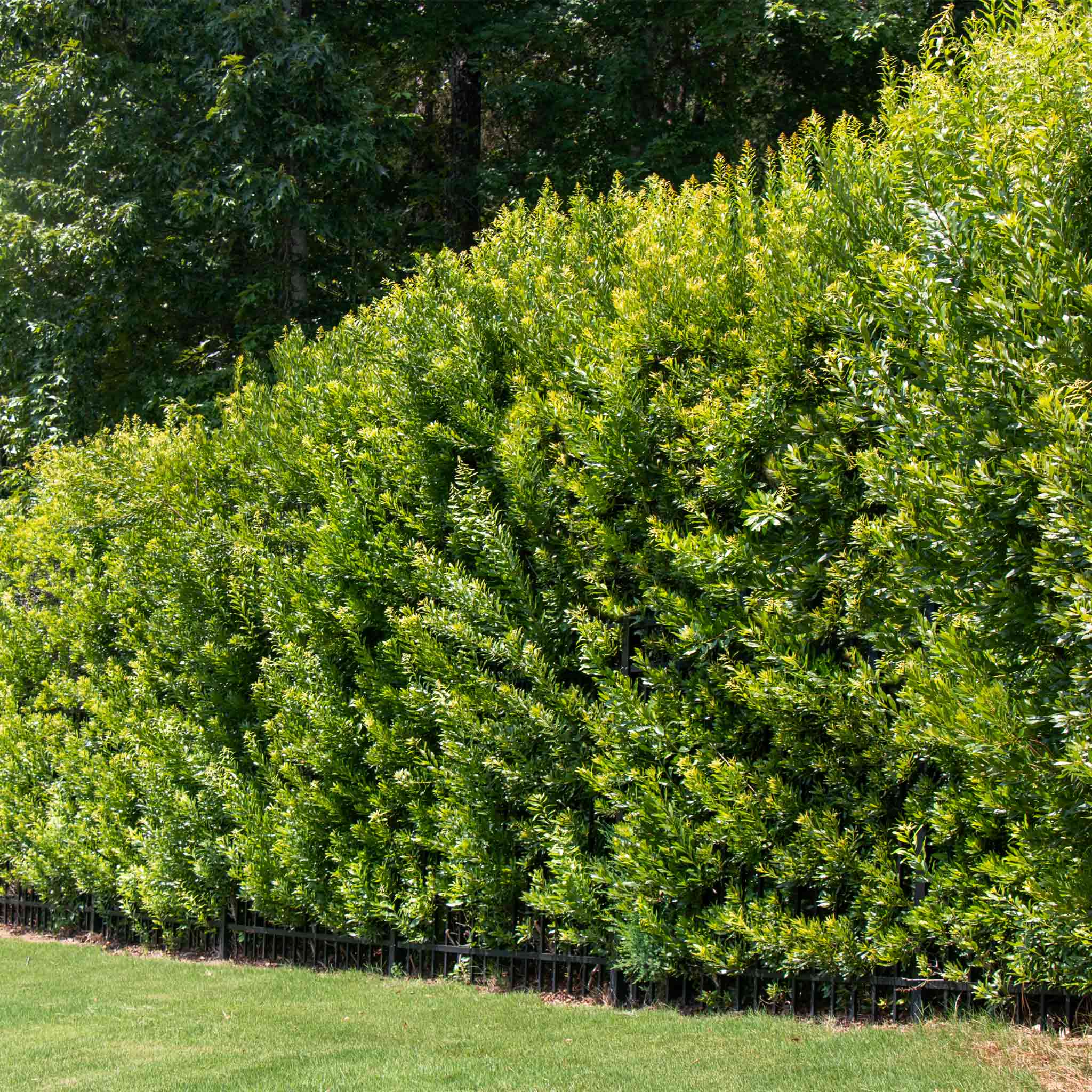 Row of green shrubs or small trees in a garden setting with grass and trees in the background. Henderson Garden Supply
