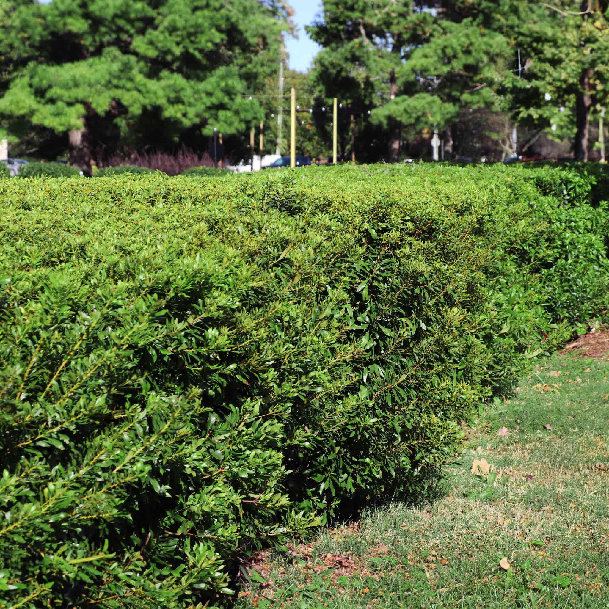 Row of trimmed green shrubs in a garden setting with trees in the background. Henderson Garden Supply