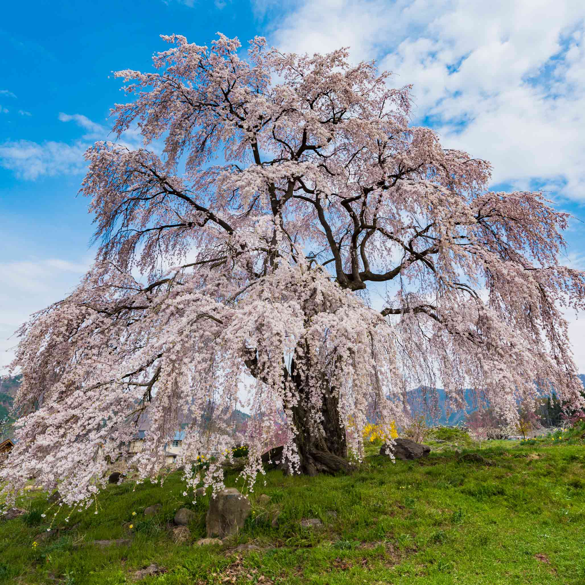 Weeping cherry blossom tree in full bloom against a blue sky with white clouds. Henderson Garden Supply