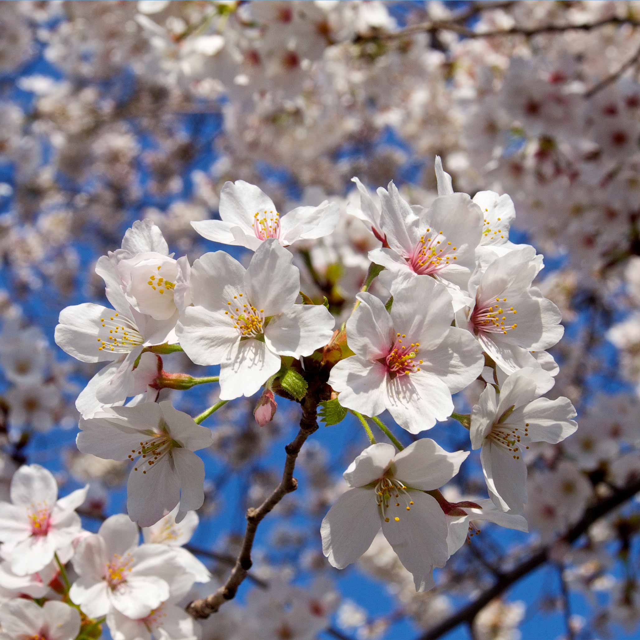 Close-up of cherry blossom flowers with a blue sky background. Henderson Garden Supply