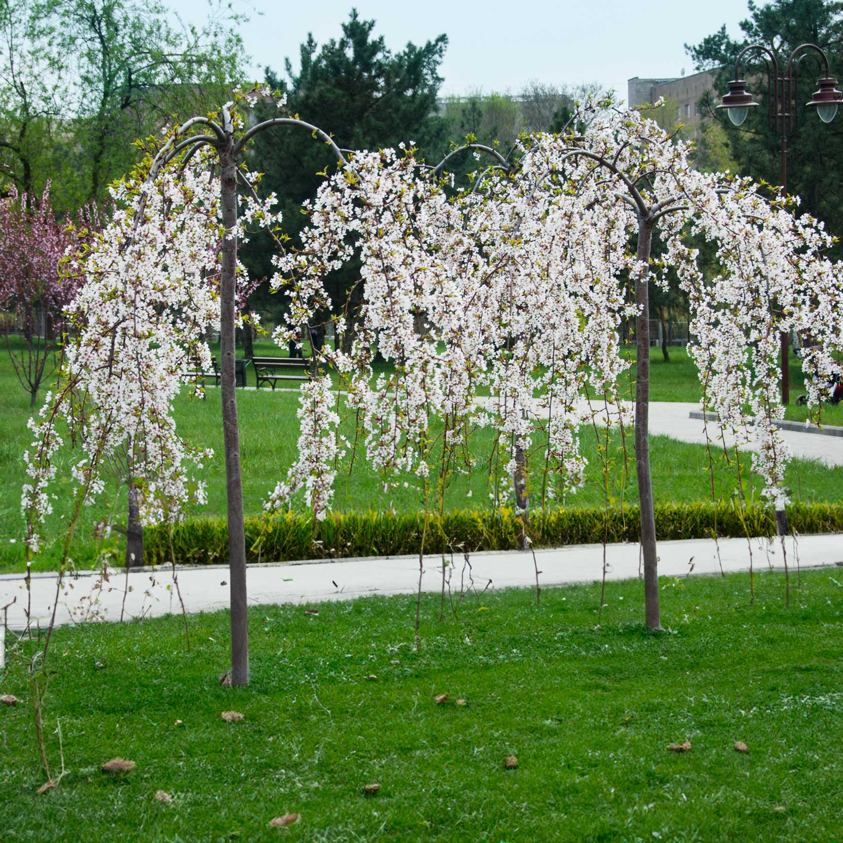 Floral archway in a park with green grass and trees in the background. Henderson Garden Supply