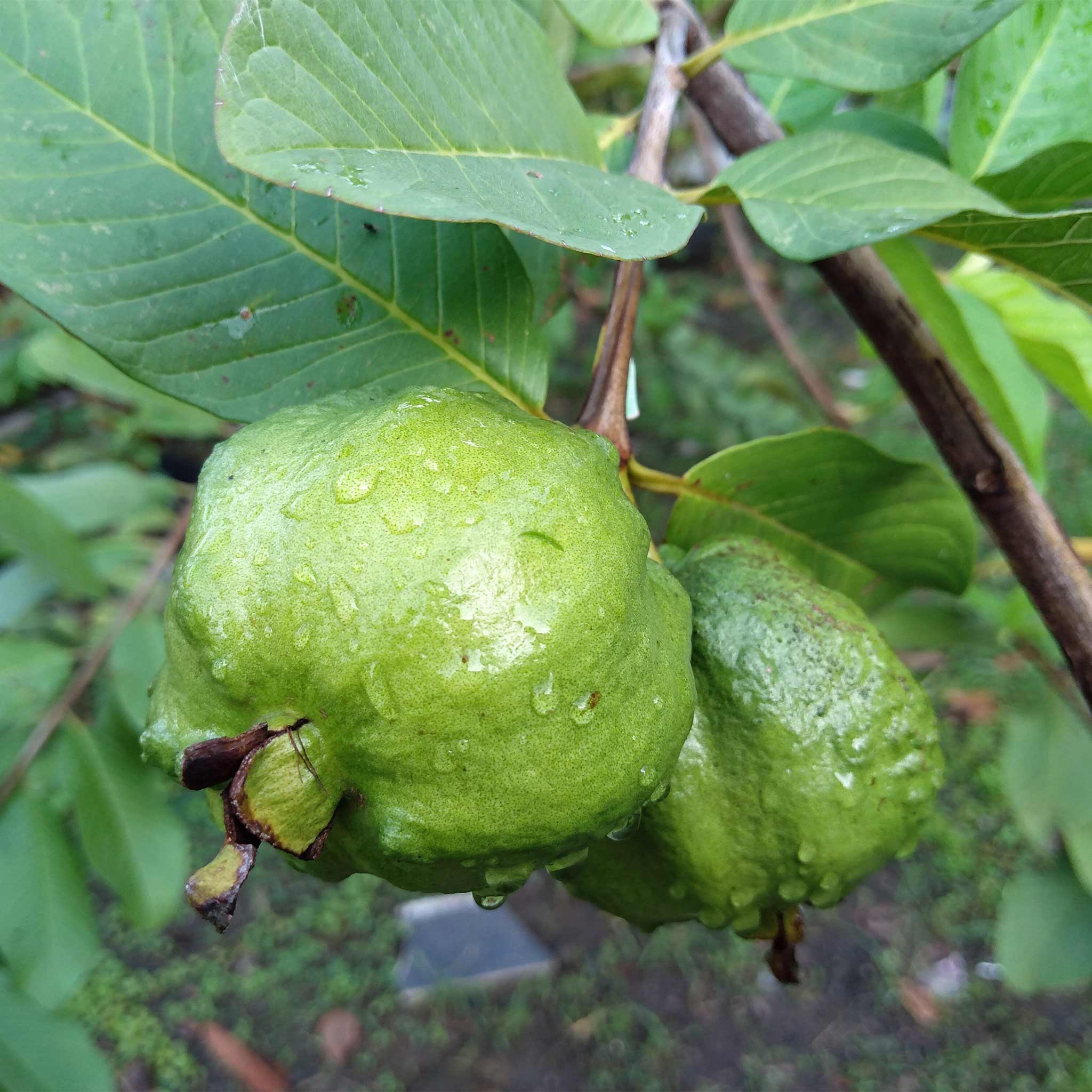 Green guava fruit on a tree branch with leaves. Henderson Garden Supply