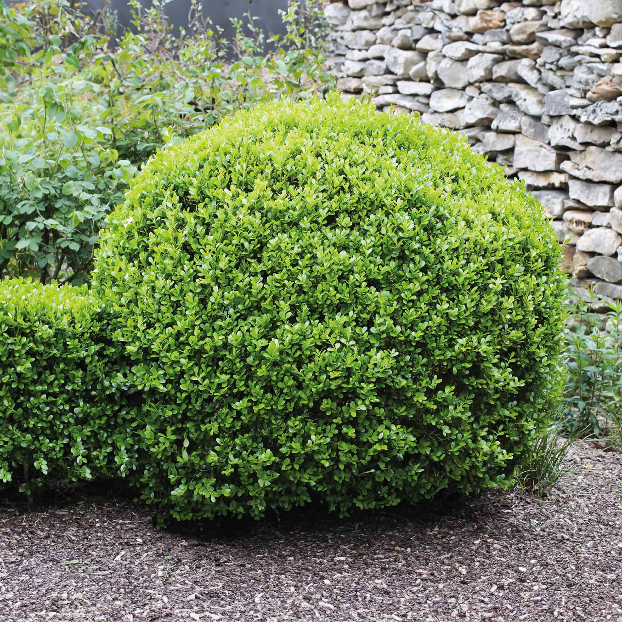 Shaped green bush in a garden setting with a stone wall in the background. Henderson Garden Supply