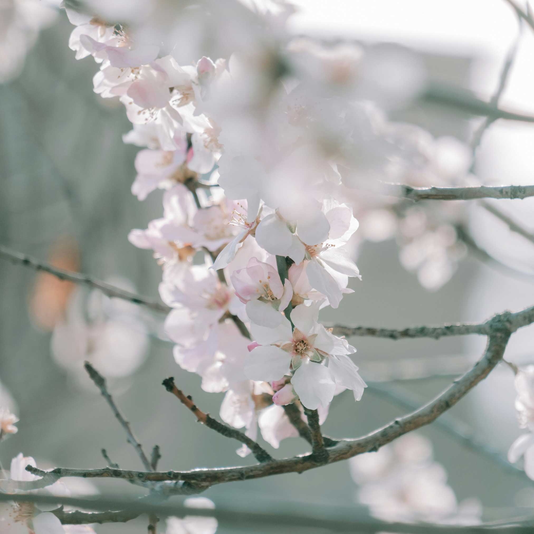 Close-up of cherry blossom flowers on a branch with a blurred background. Henderson Garden Supply