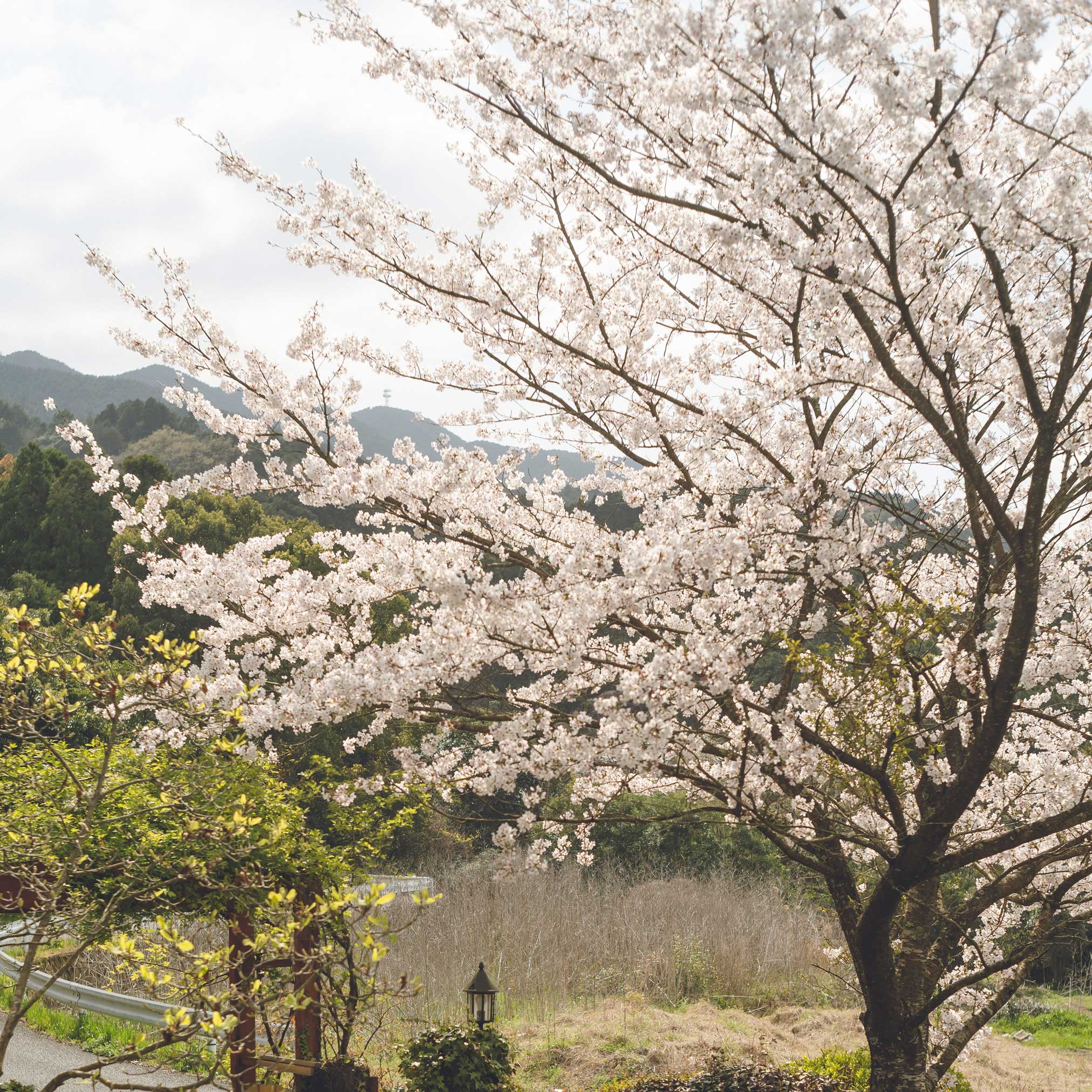 Cherry blossom tree in full bloom with a scenic background of mountains and trees. Henderson Garden Supply
