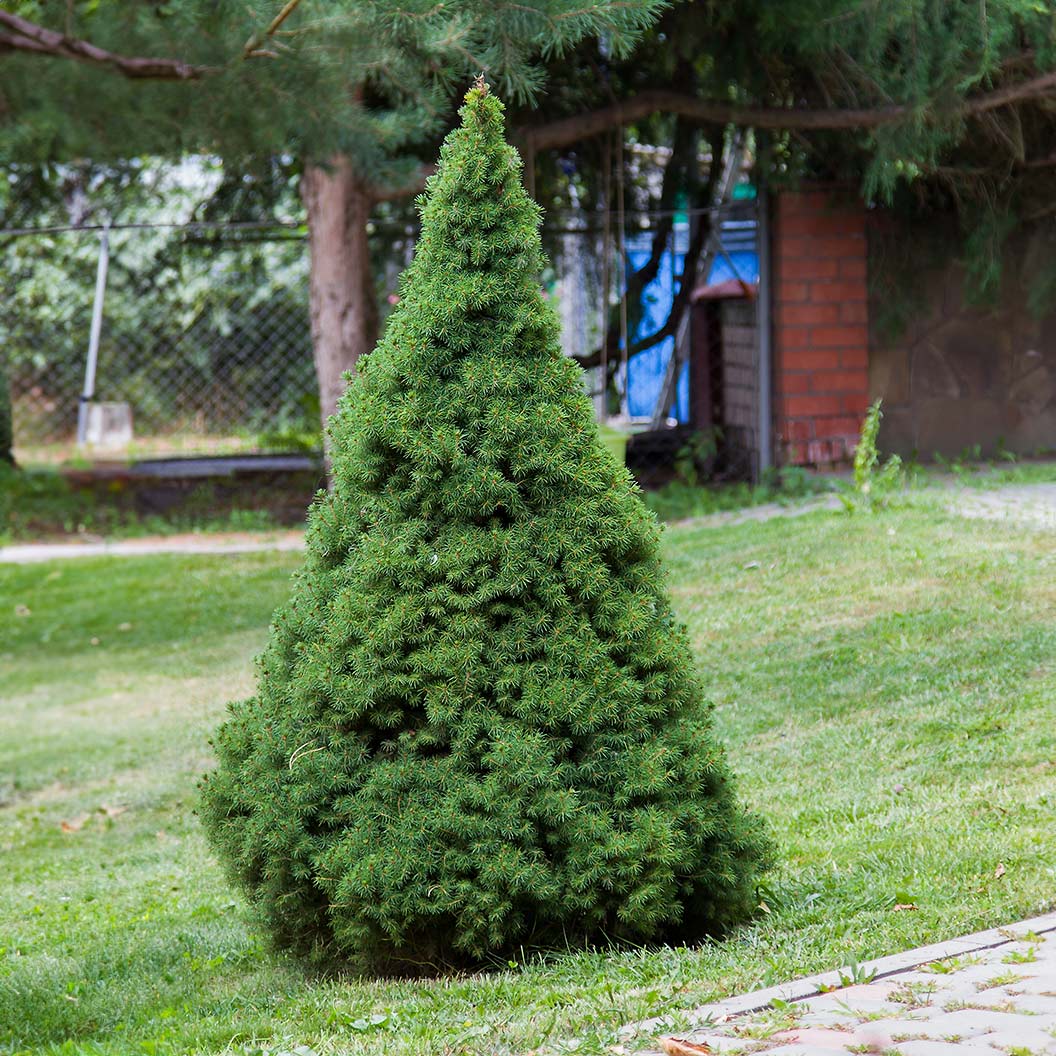 Alberta Spruce - Henderson Garden Supply